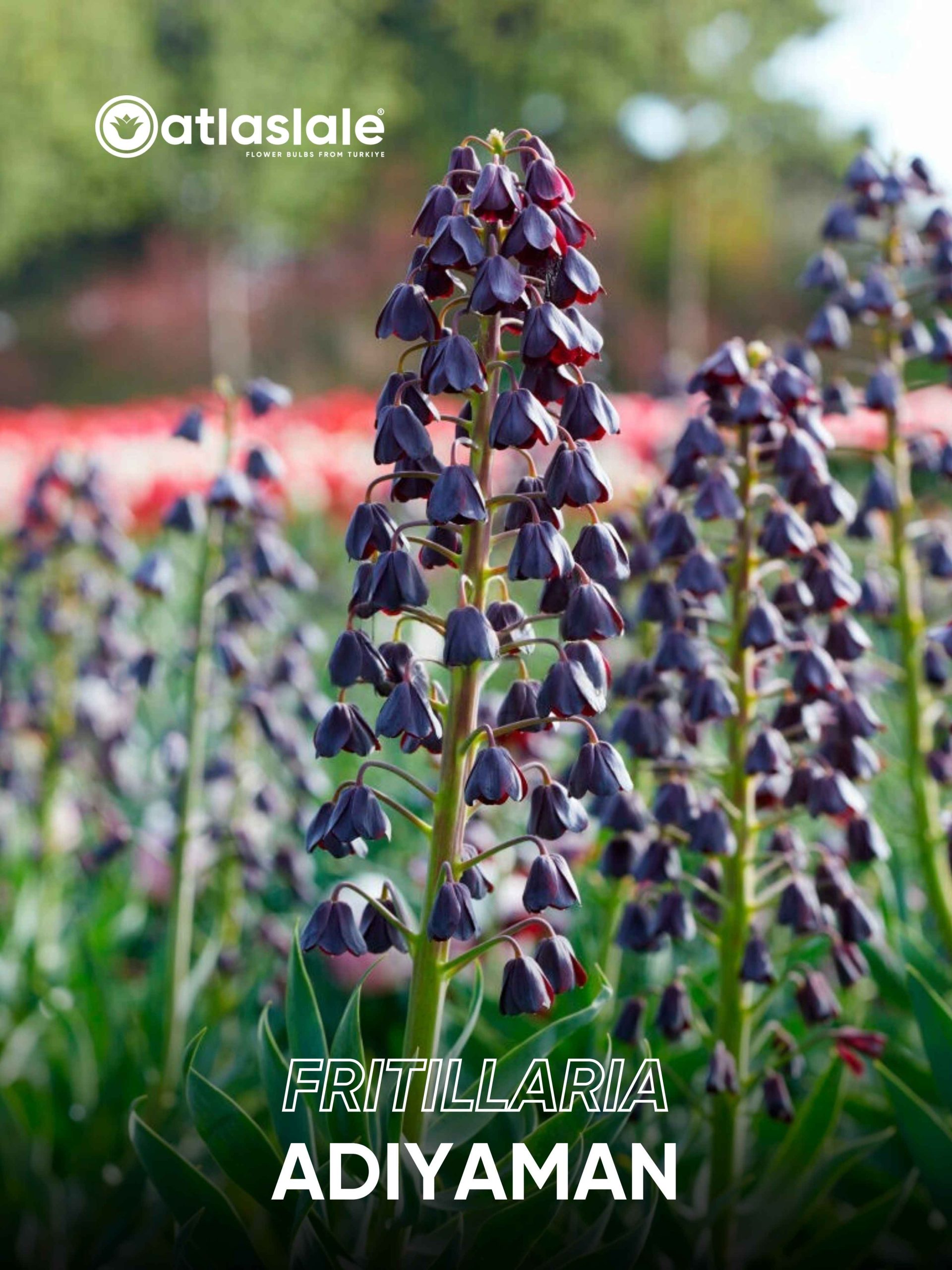 ADIYAMAN Fritillaria persica Adıyaman - Görsel 1