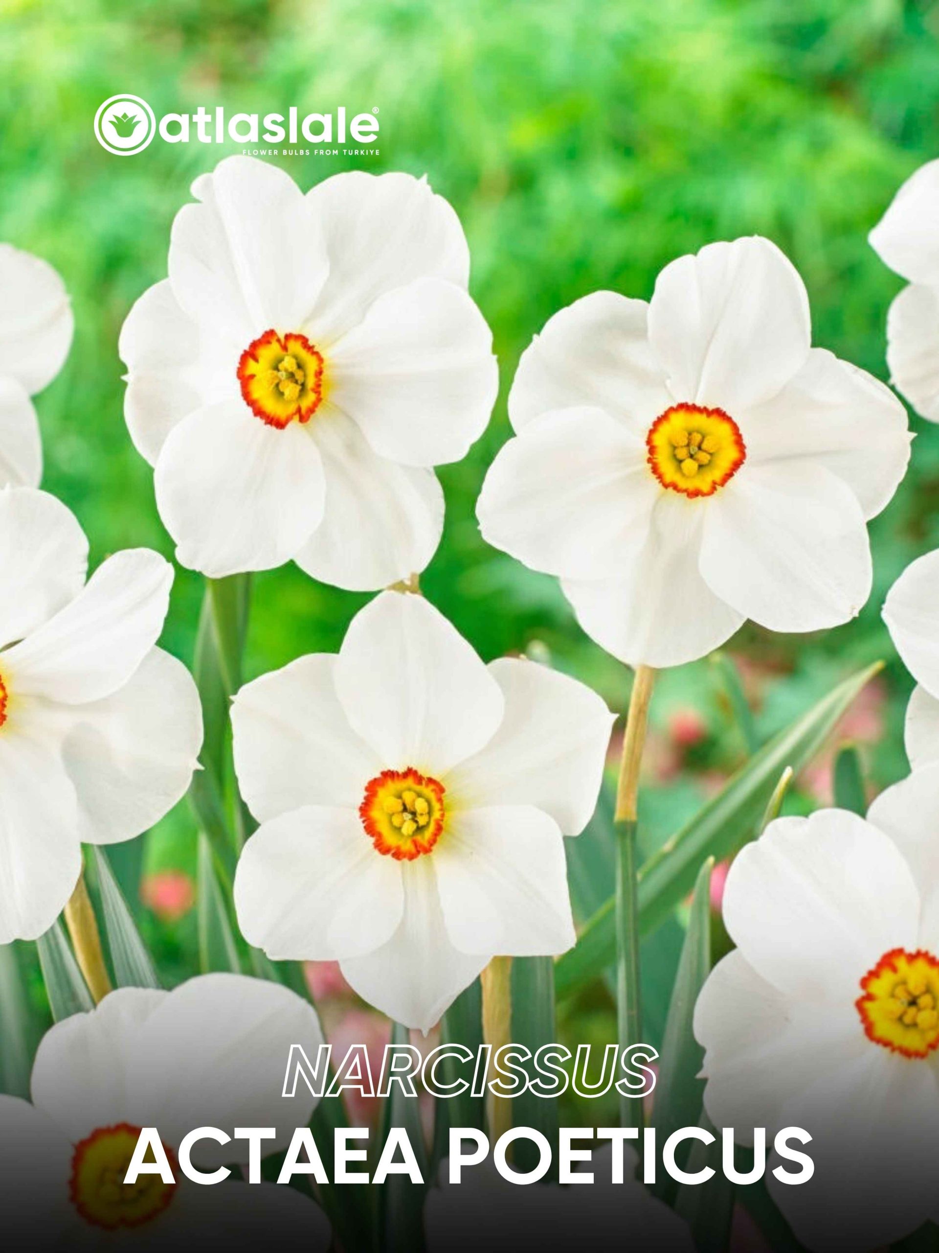 Actaea poetıcus Narcissus Actaea Poeticus - Görsel 1