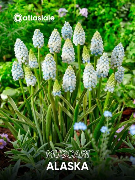 Muscari Alaska