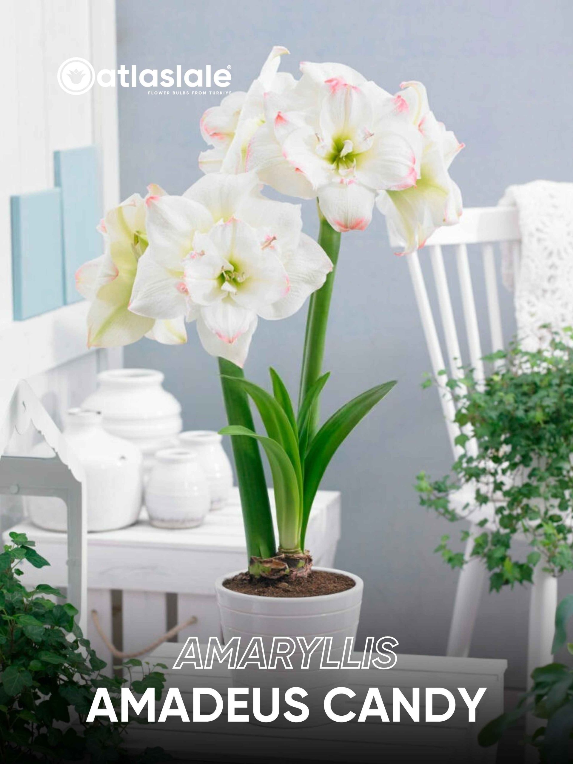 Amadeus Candy Amaryllis Amadeus Candy - Görsel 1