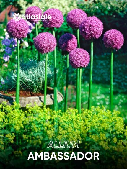 Allium Ambassador
