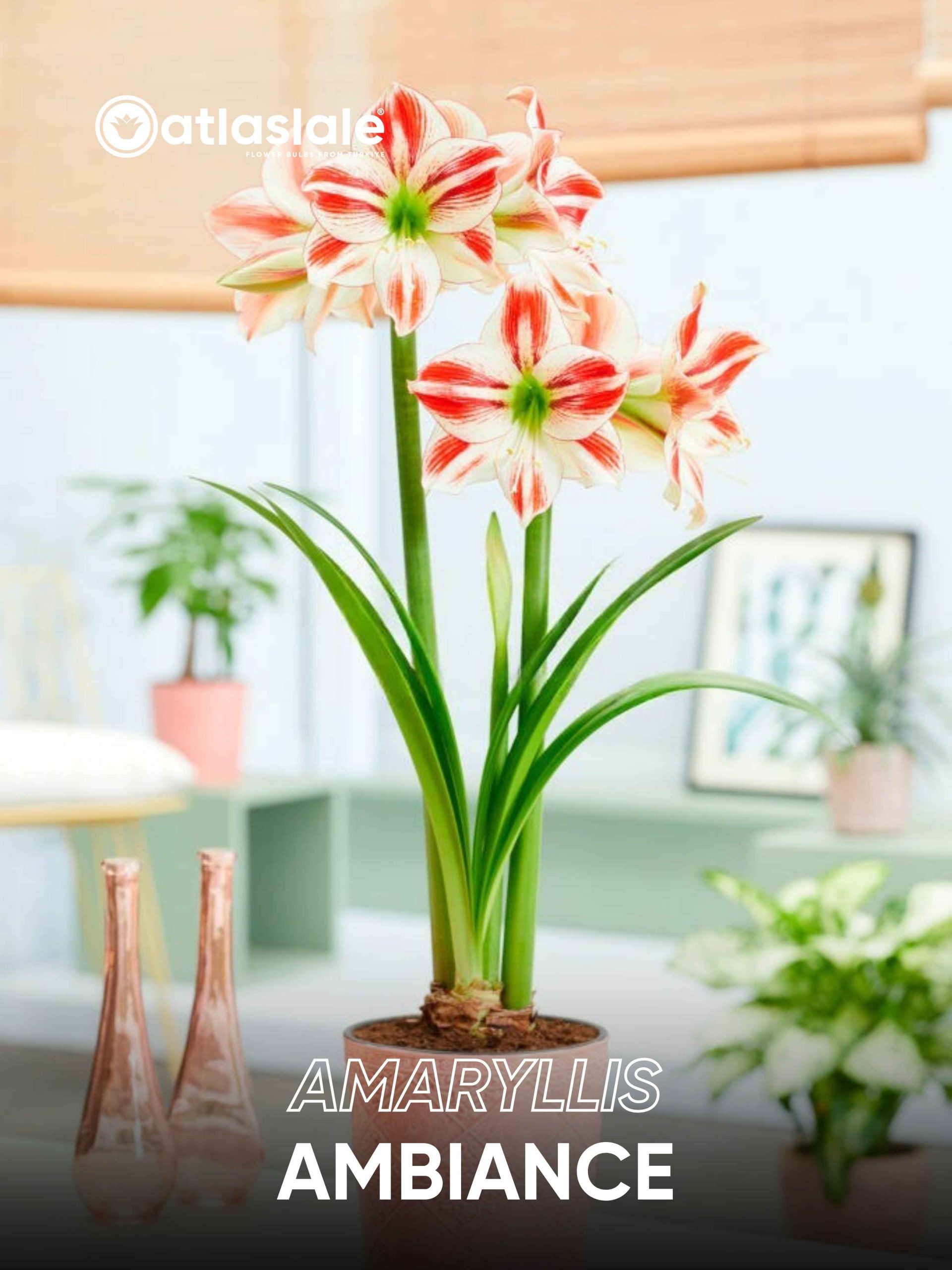 Ambiance Amaryllis Ambiance - Görsel 1