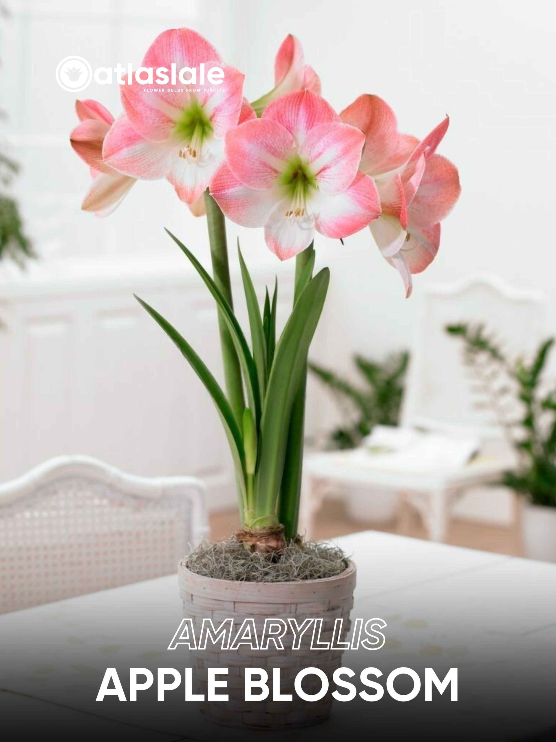 Apple Blossom Amaryllis Apple Blossom - Görsel 1