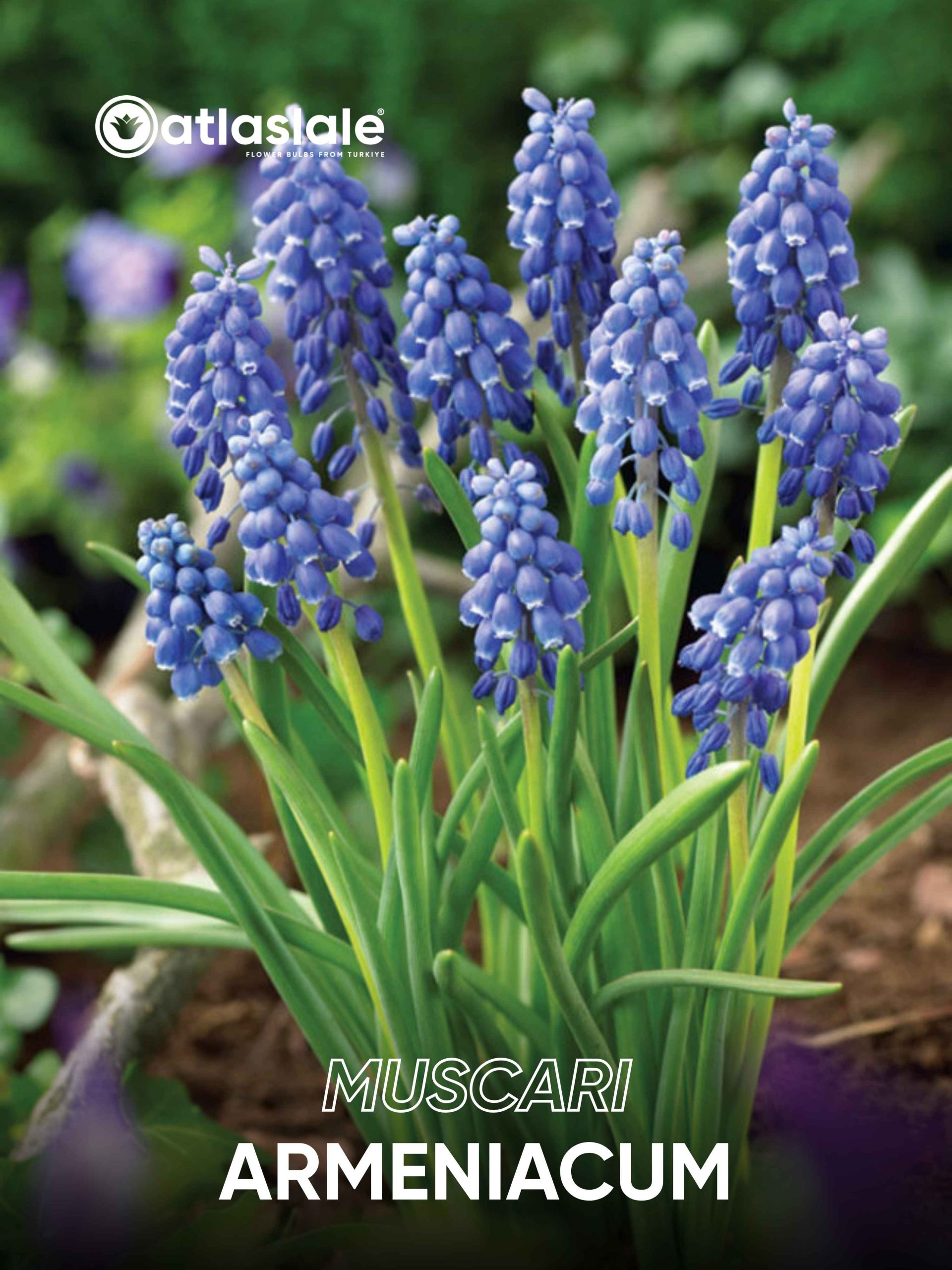 Armeniacum Muscari Armeniacum - Görsel 1