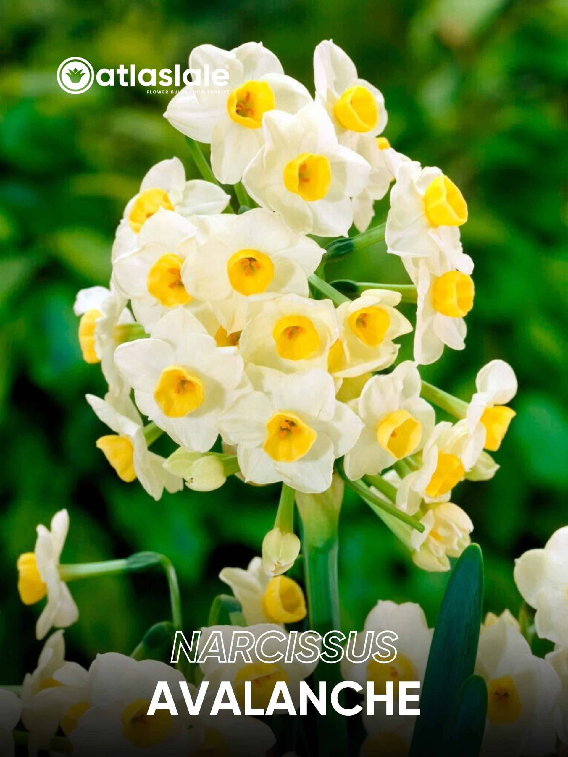 Avalanche Narcissus Avalanche - Görsel 1