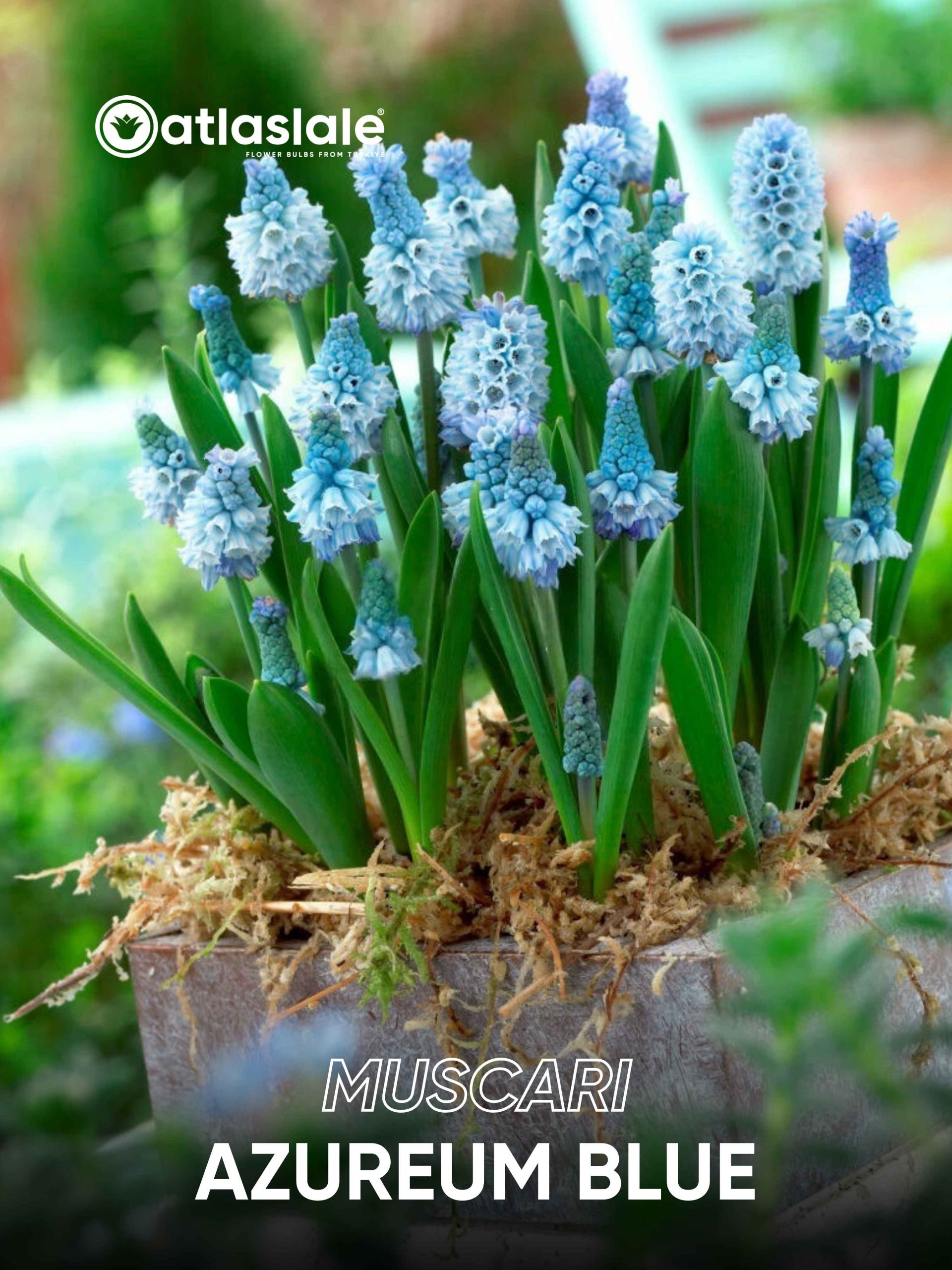 Azureum Blue Muscari Azureum Blue - Görsel 1