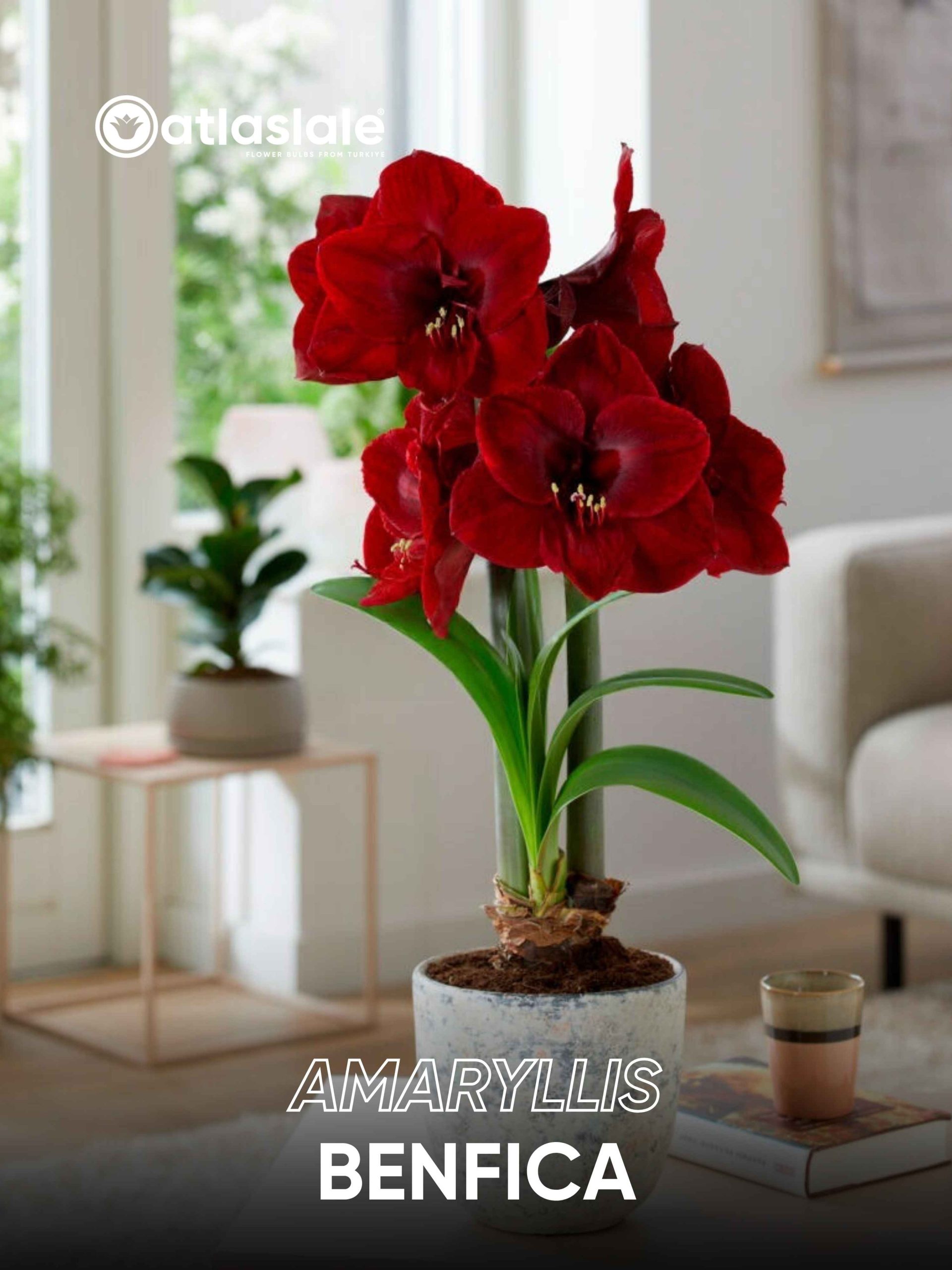 Benfica Amaryllis Benfica - Görsel 1
