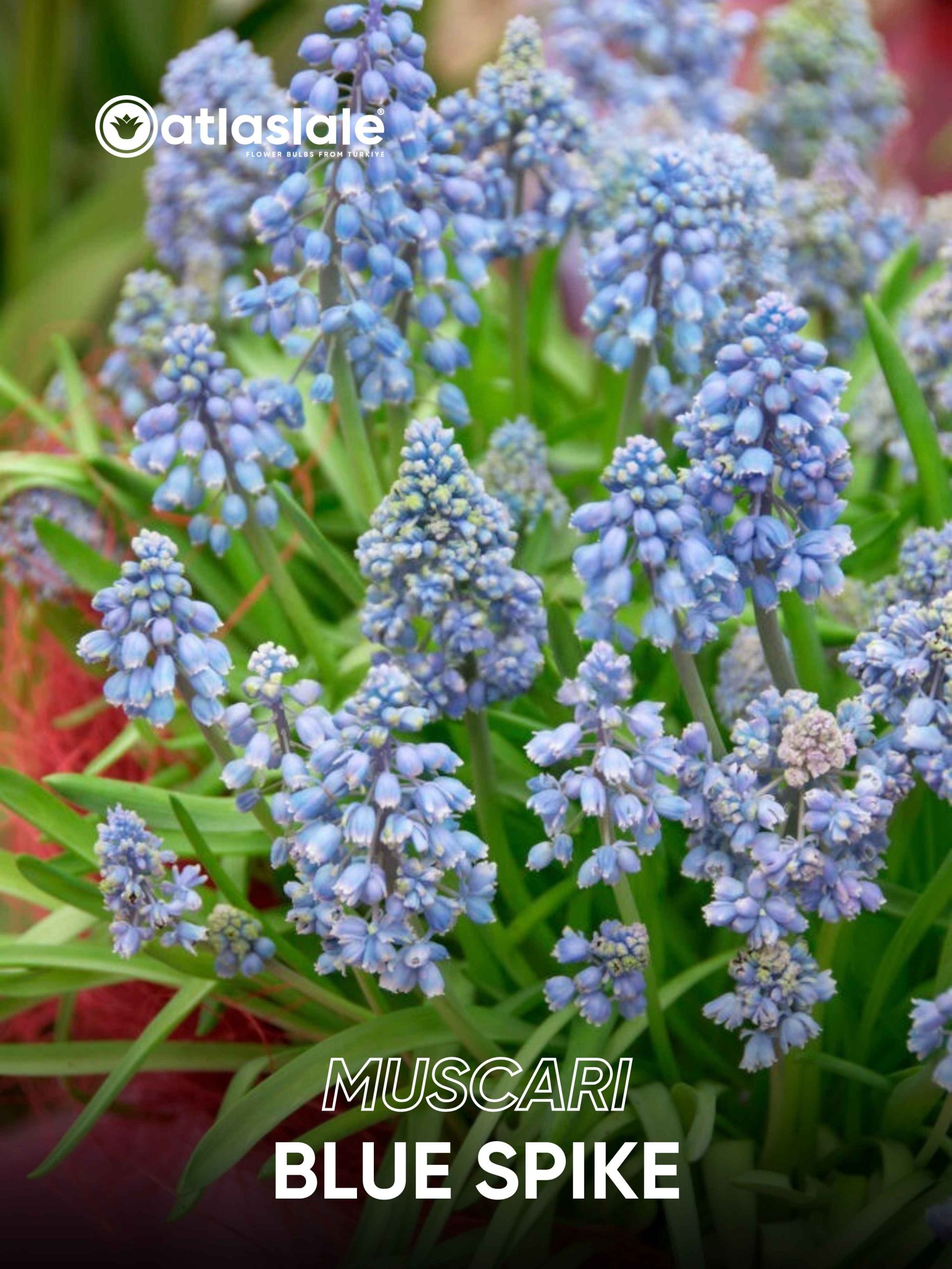 Blue Spike Muscari Blue Spike - Görsel 1