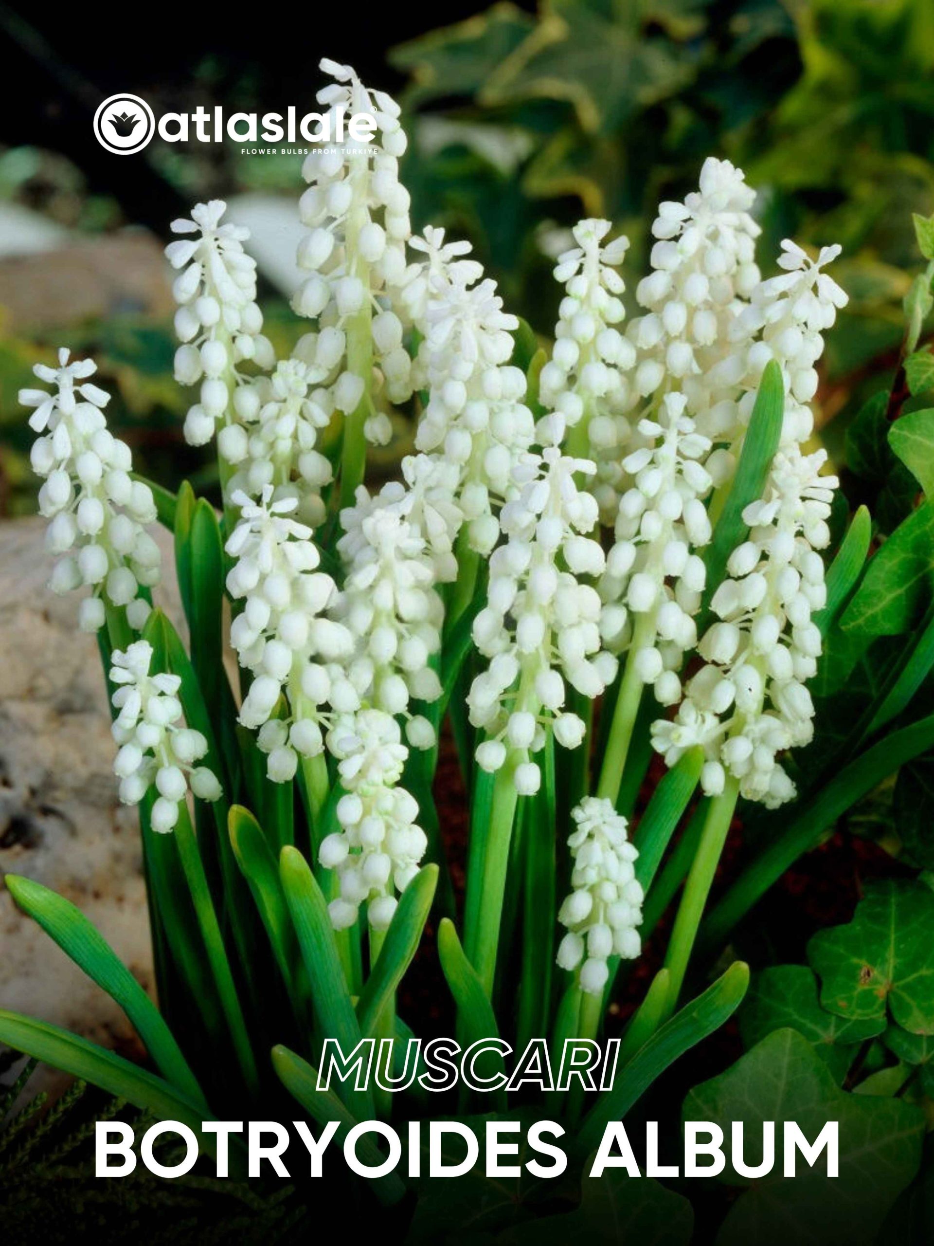 Botryoıdes Album Muscari Botryoides Album - Görsel 1