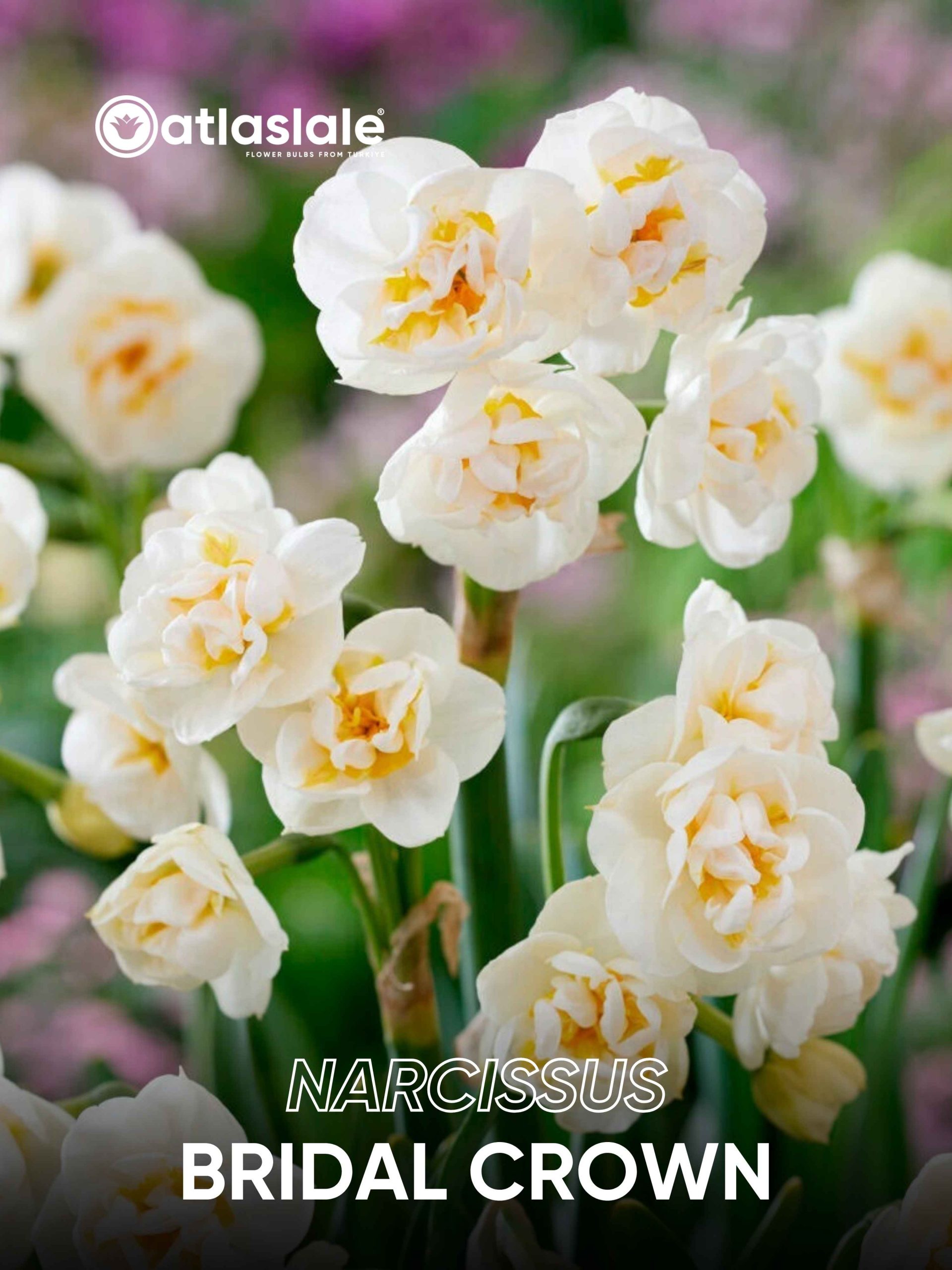 Bridal Crown Narcissus Bridal Crown - Görsel 1