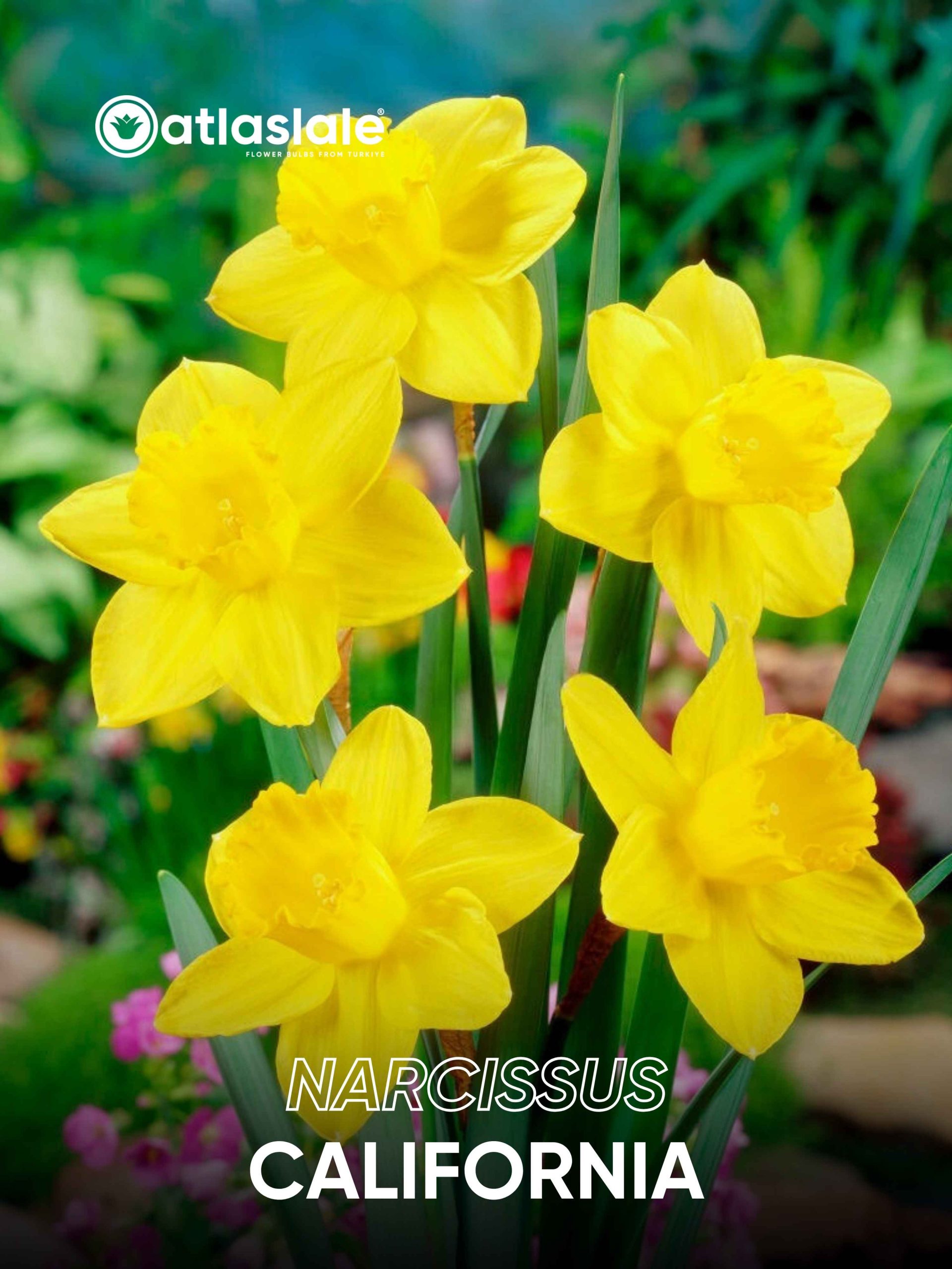 California Narcissus California - Görsel 1