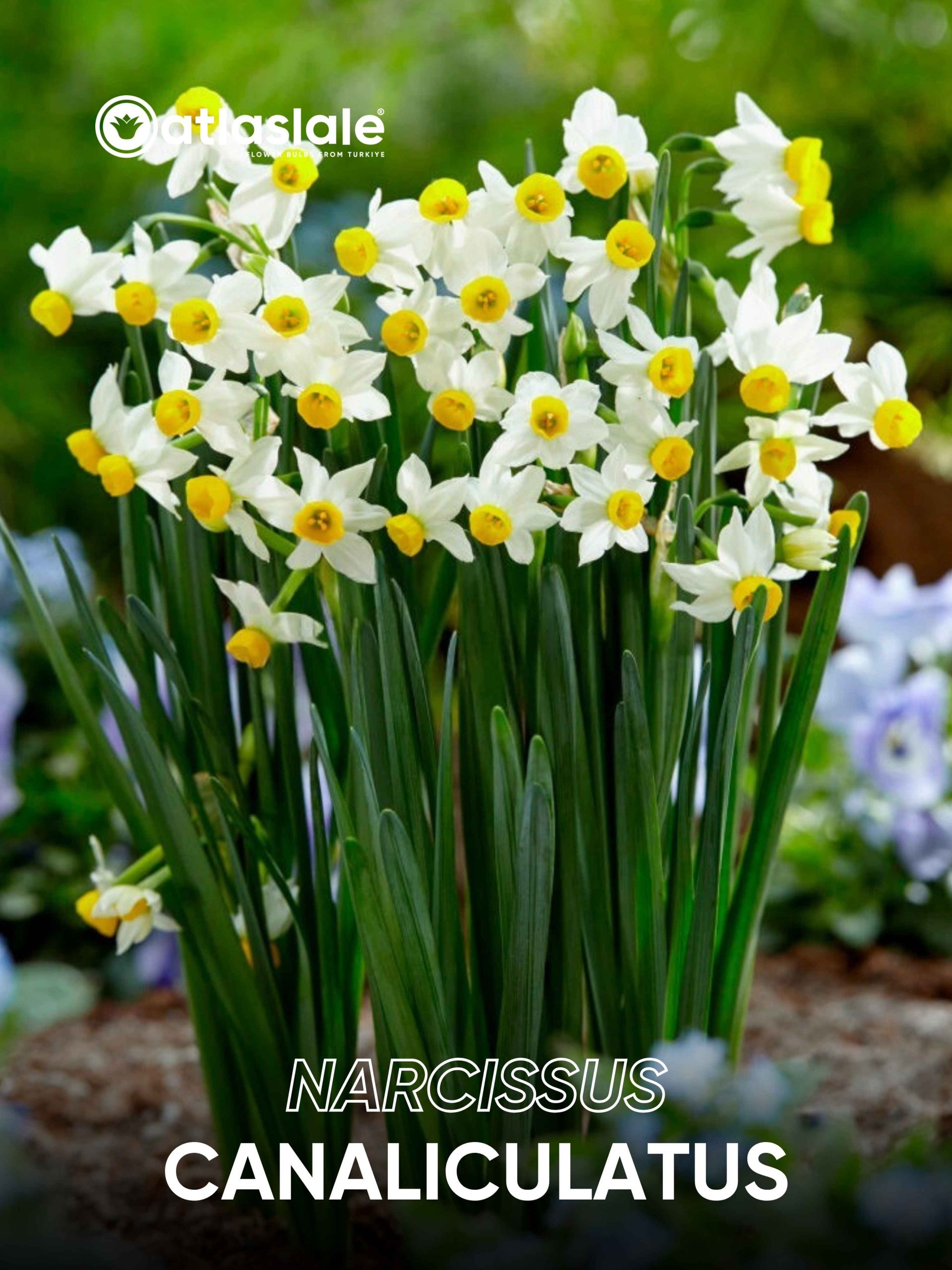 Canaliculatus Narcissus Canaliculatus - Görsel 1