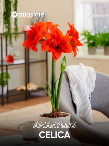 Amaryllis Celica