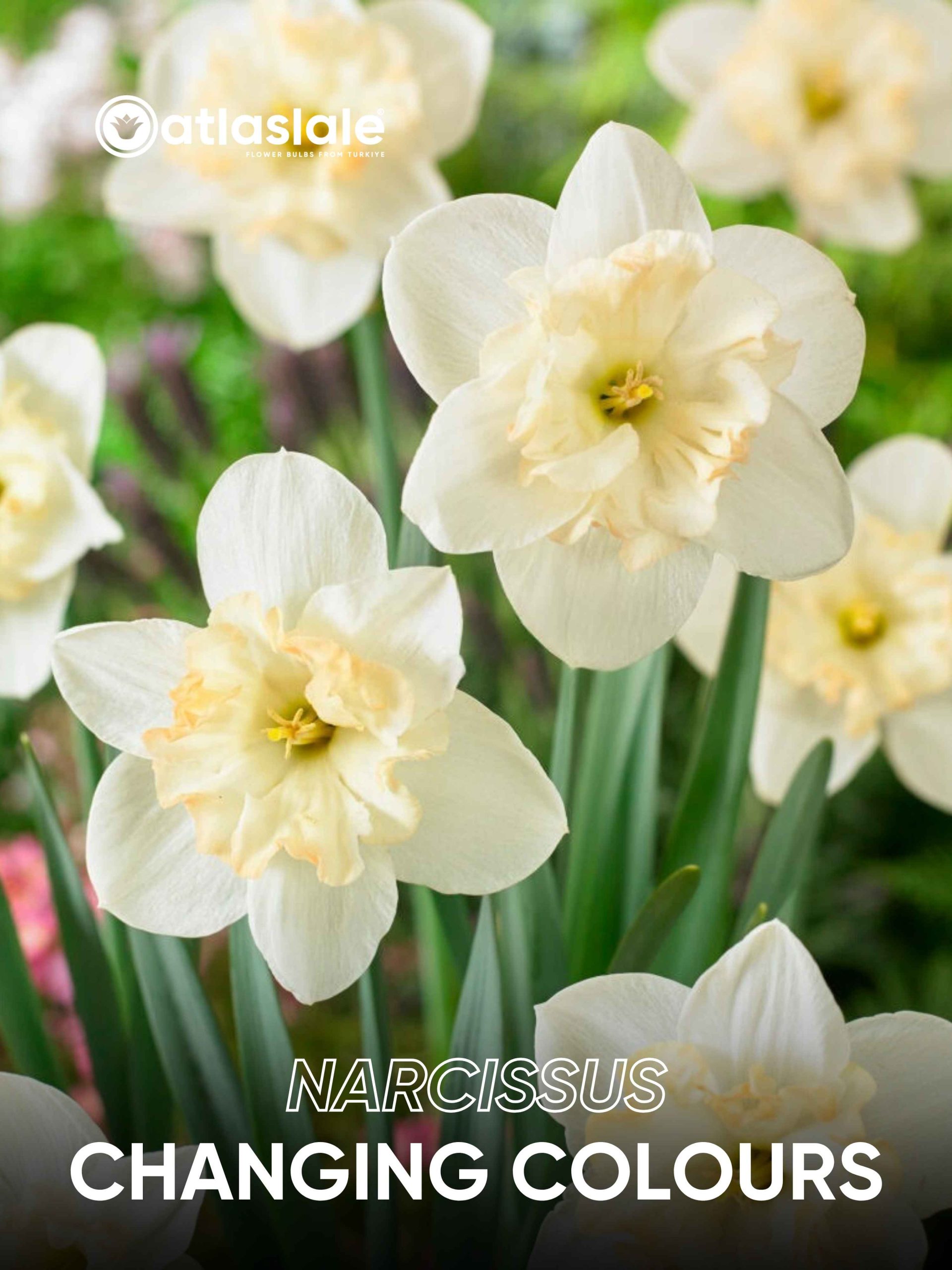 Changing Colours Narcissus Changing Colours - Görsel 1