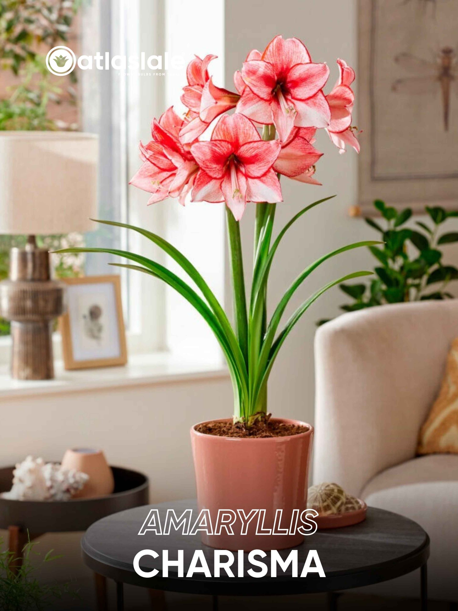 Charisma Amaryllis Charisma - Görsel 1