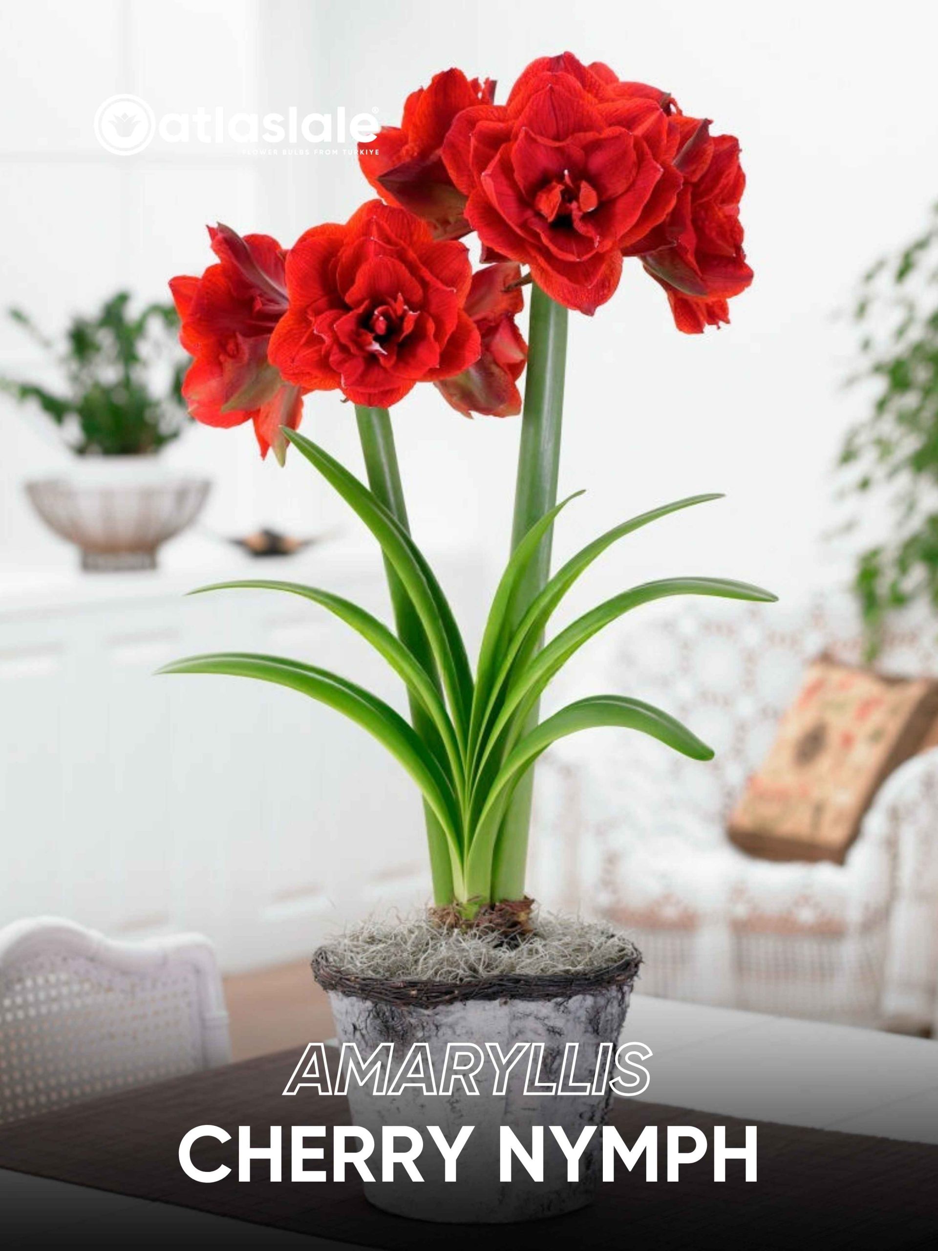 Cherry Nymph Amaryllis Cherry Nymph - Görsel 1
