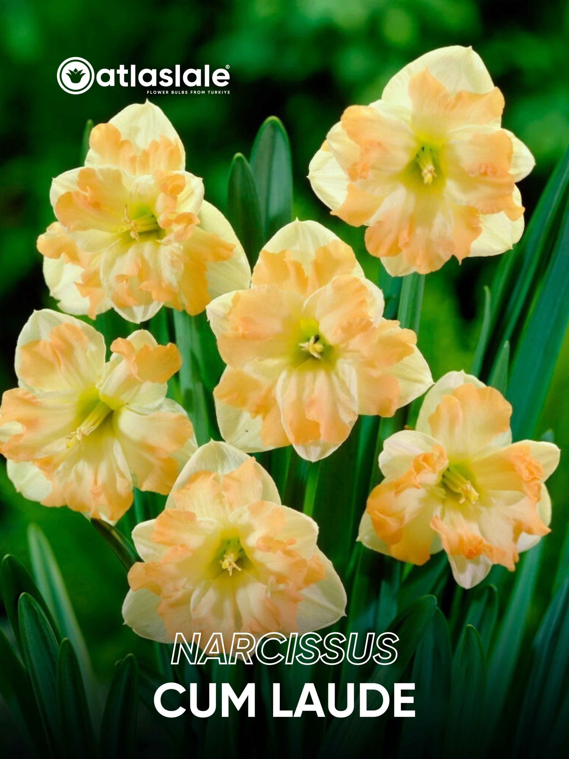 Cum Laude Narcissus Cum Laude - Görsel 1