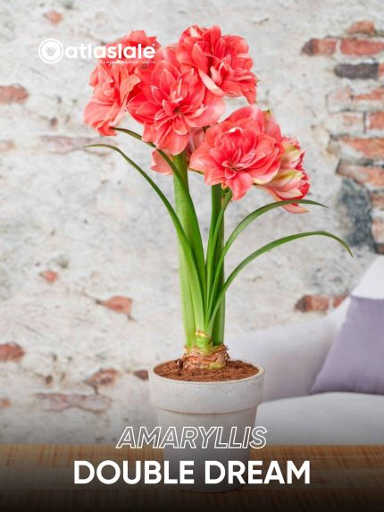 Amaryllis Double Dream