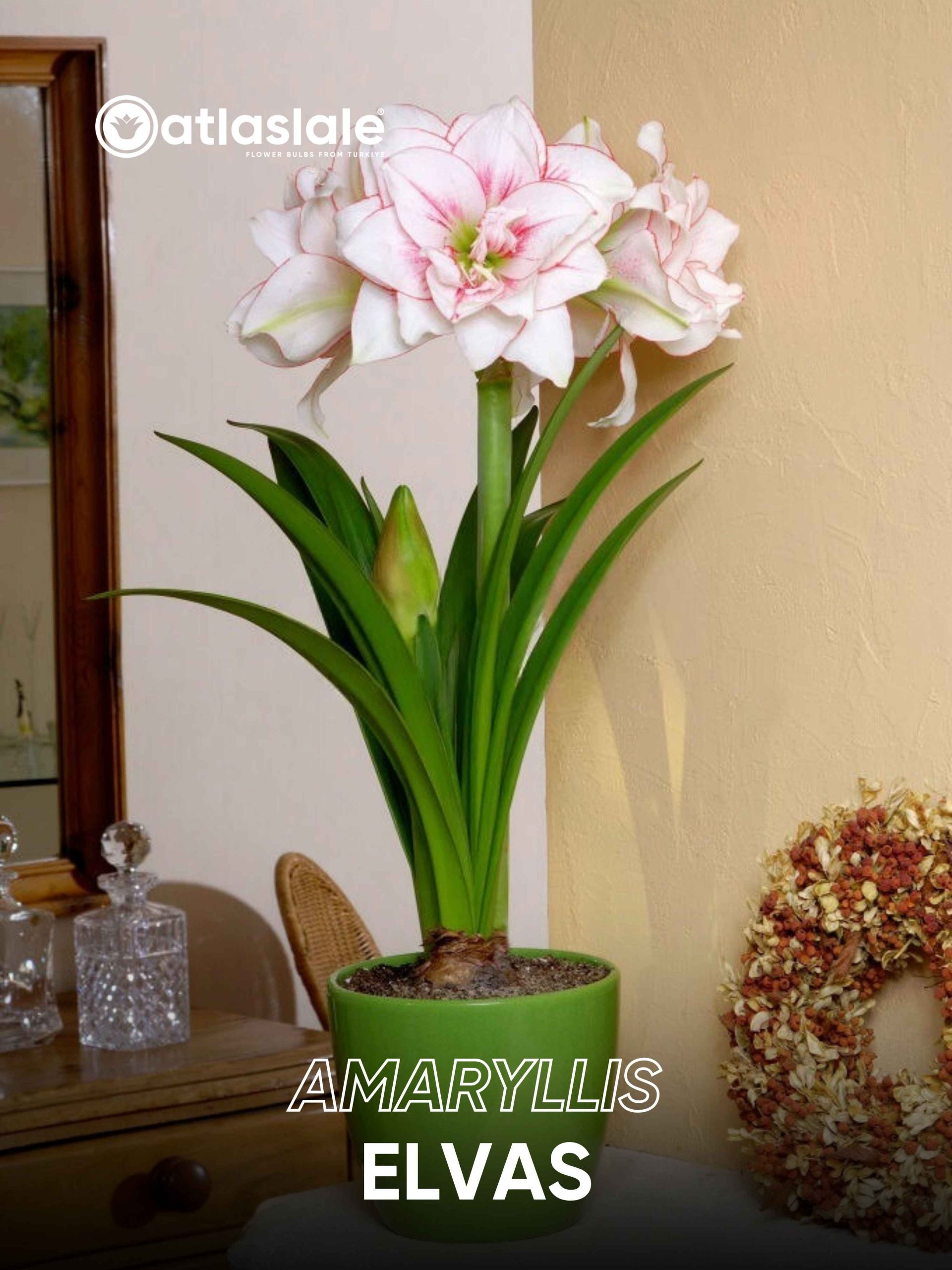 Elvas Amaryllis Elvas - Görsel 1