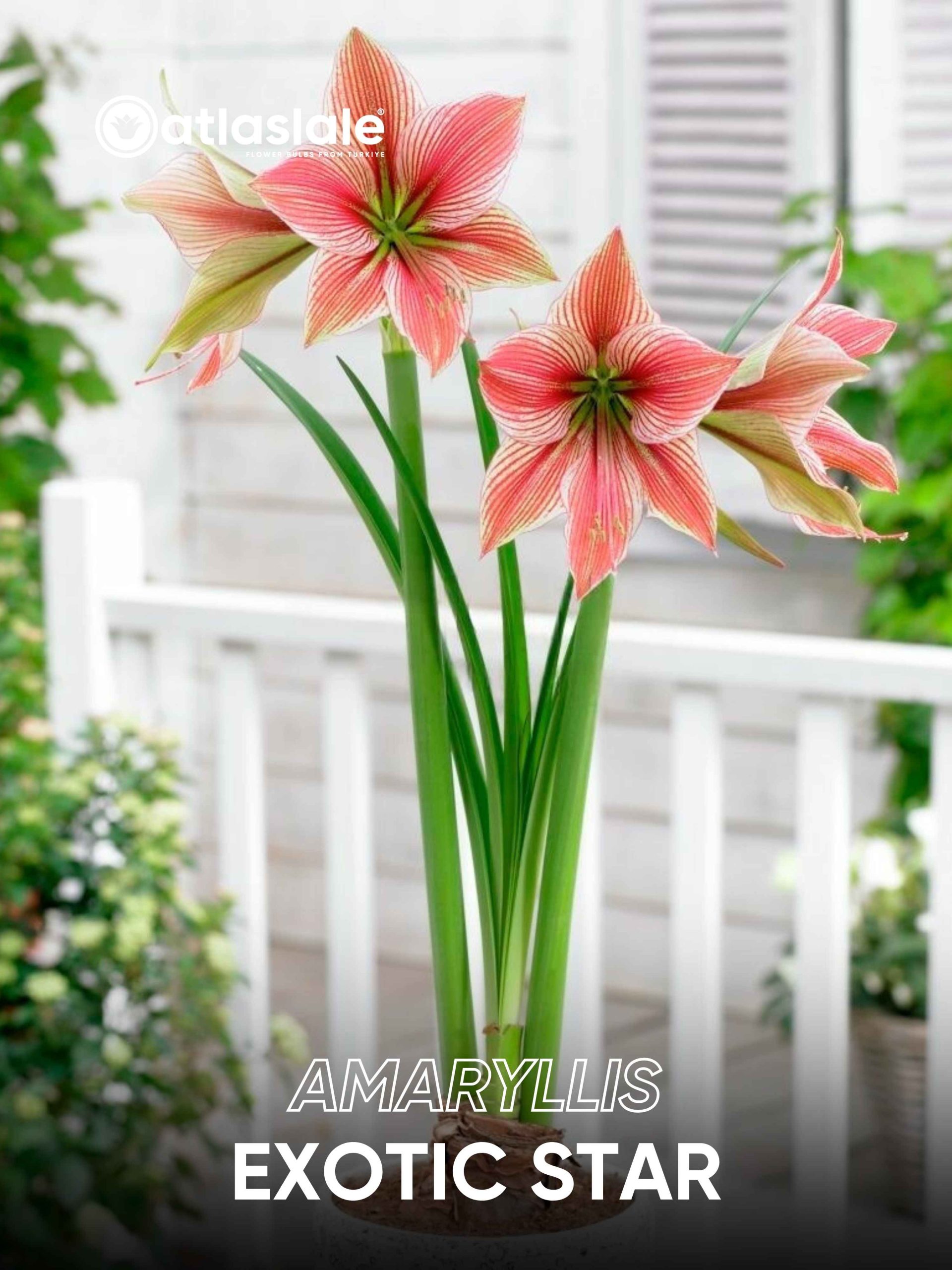 Exotic Star Amaryllis Exotic Star - Görsel 1