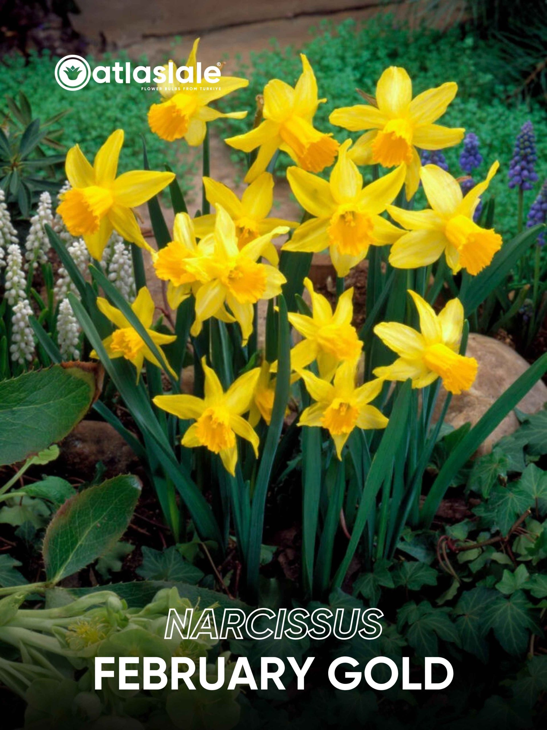 February Gold Narcissus February Gold - Görsel 1