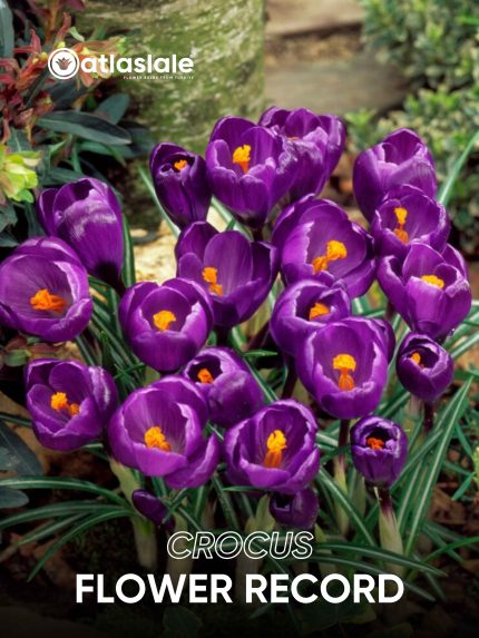 Crocus Flower Record