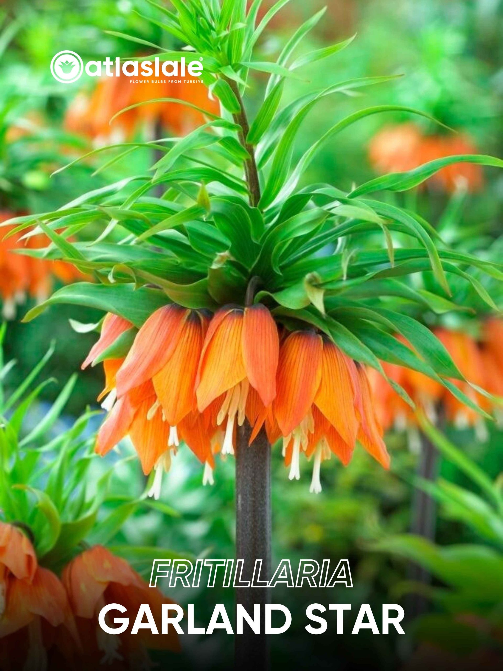 GARLAND STAR Fritillaria imperialis Garland Star - Görsel 1