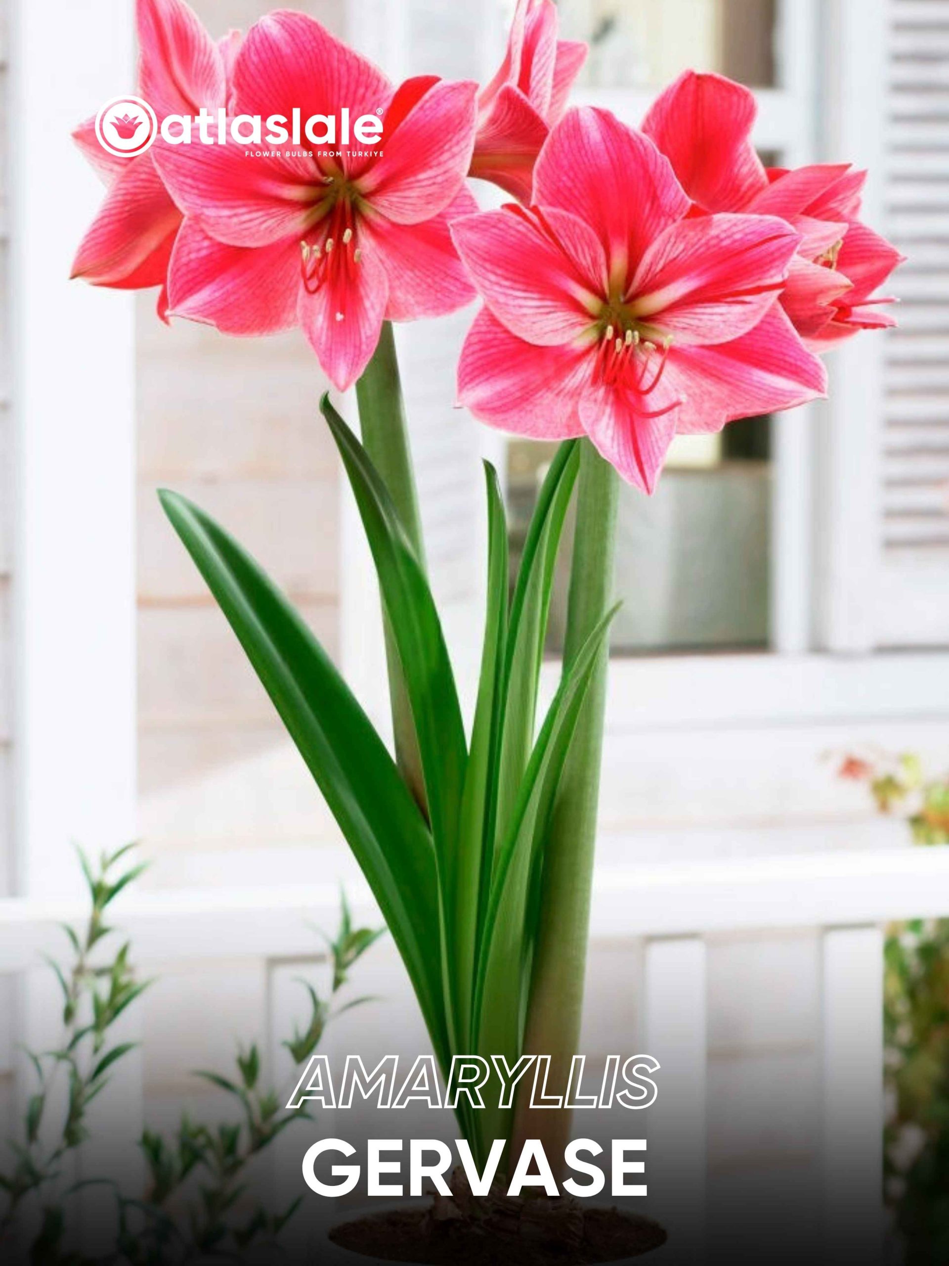Gervase Amaryllis Gervase - Görsel 1