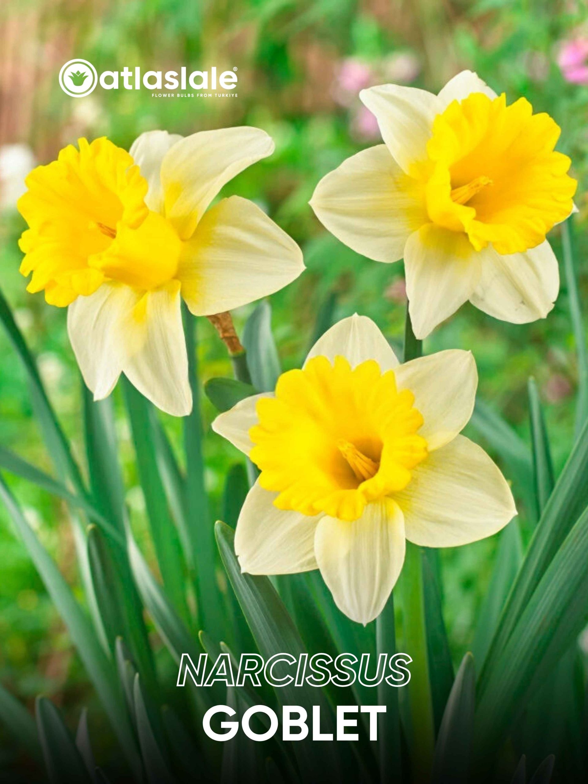 Goblet Narcissus Goblet - Görsel 1