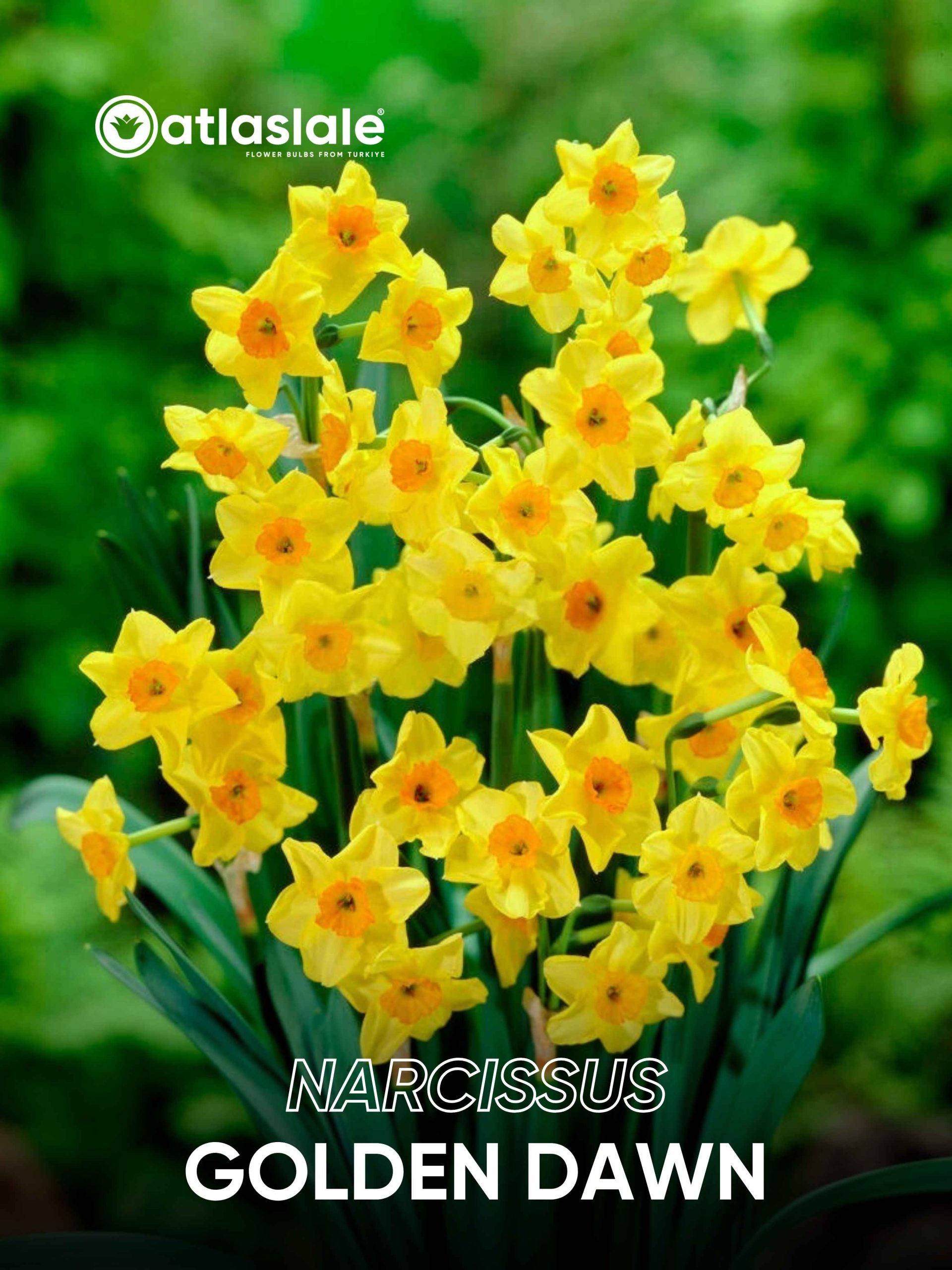 Golden Dawn Narcissus Golden Dawn - Görsel 1