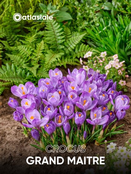 Crocus Grand Maitre