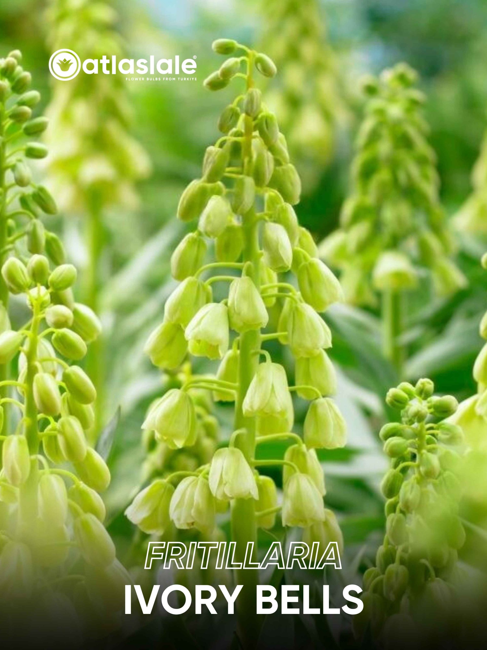 IVORY BELLS Fritillaria persica Ivory Bells - Görsel 1