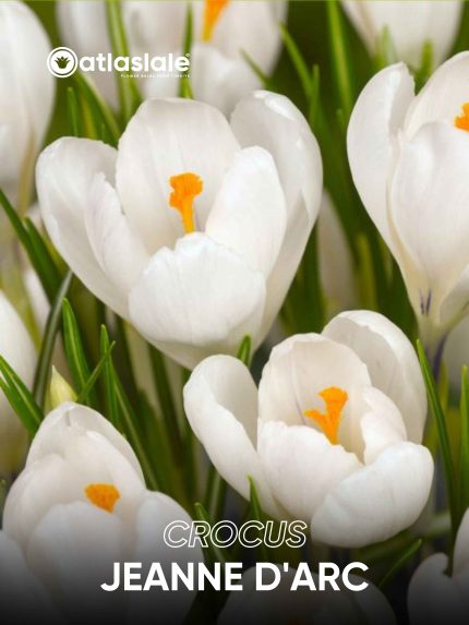 Crocus Jeanne D'arc