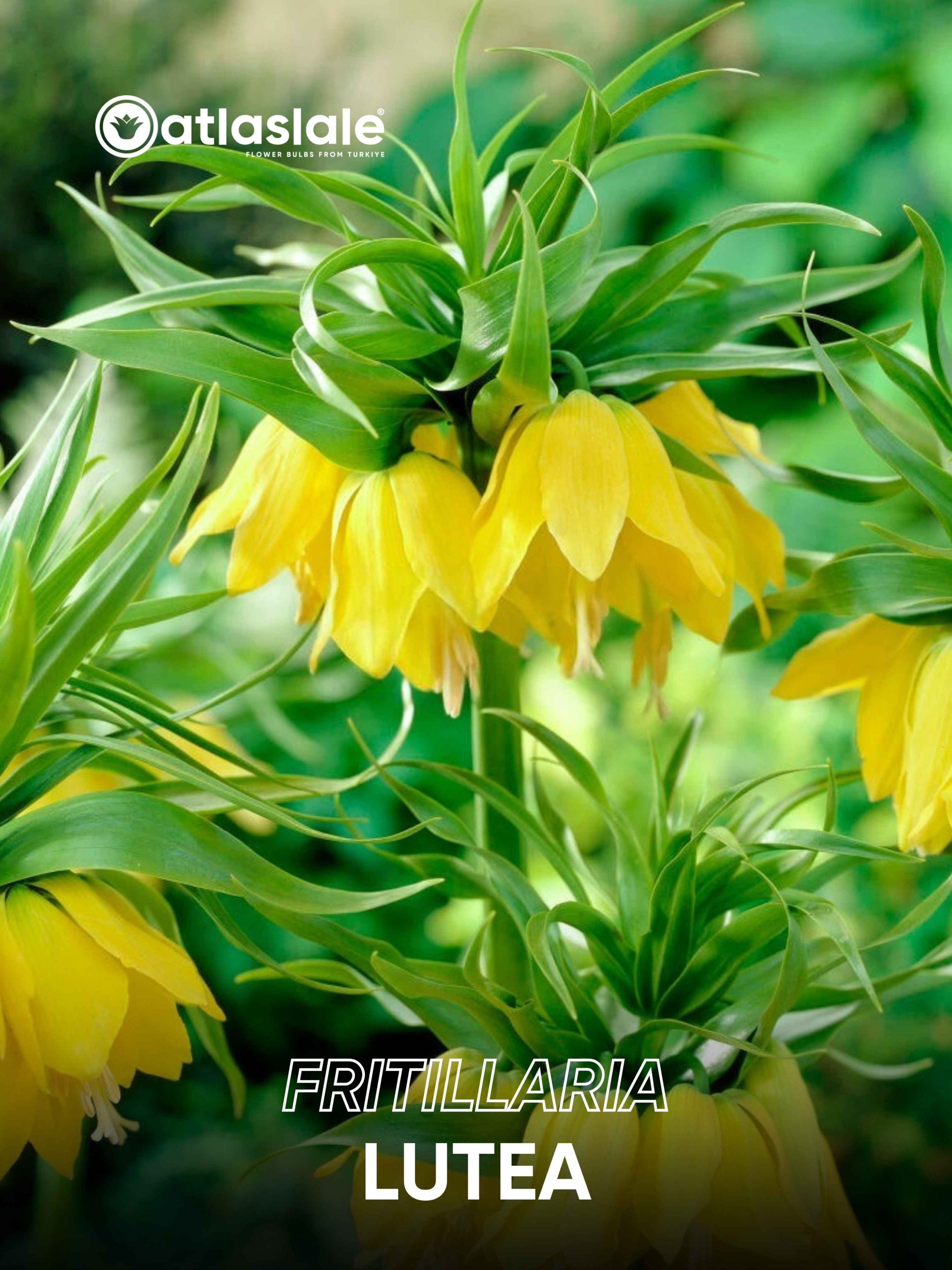 LUTEA Fritillaria imperialis Lutea - Görsel 1