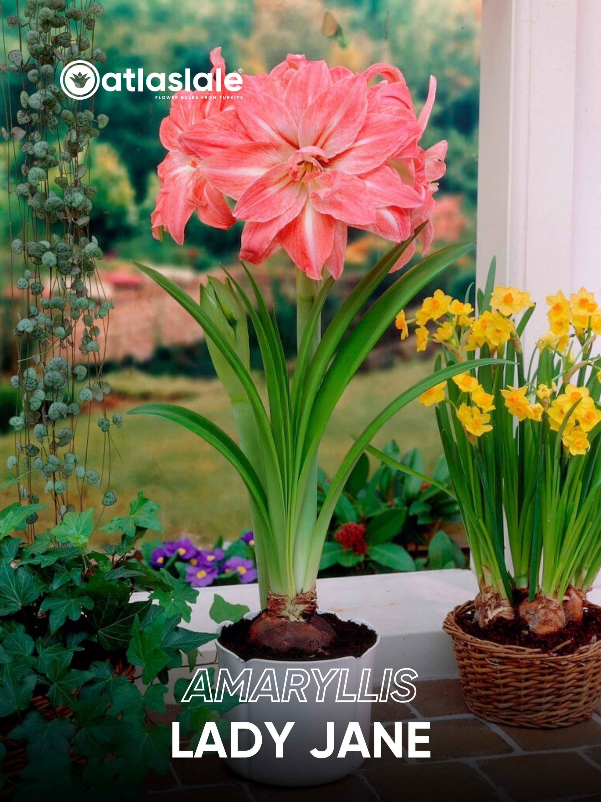 Lady Jane Amaryllis Lady Jane - Görsel 1