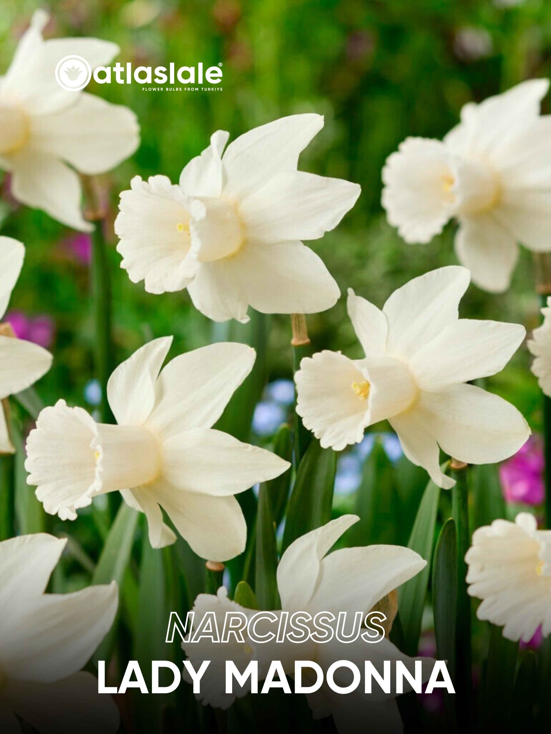 Lady Madonna Narcissus Lady Madonna - Görsel 1