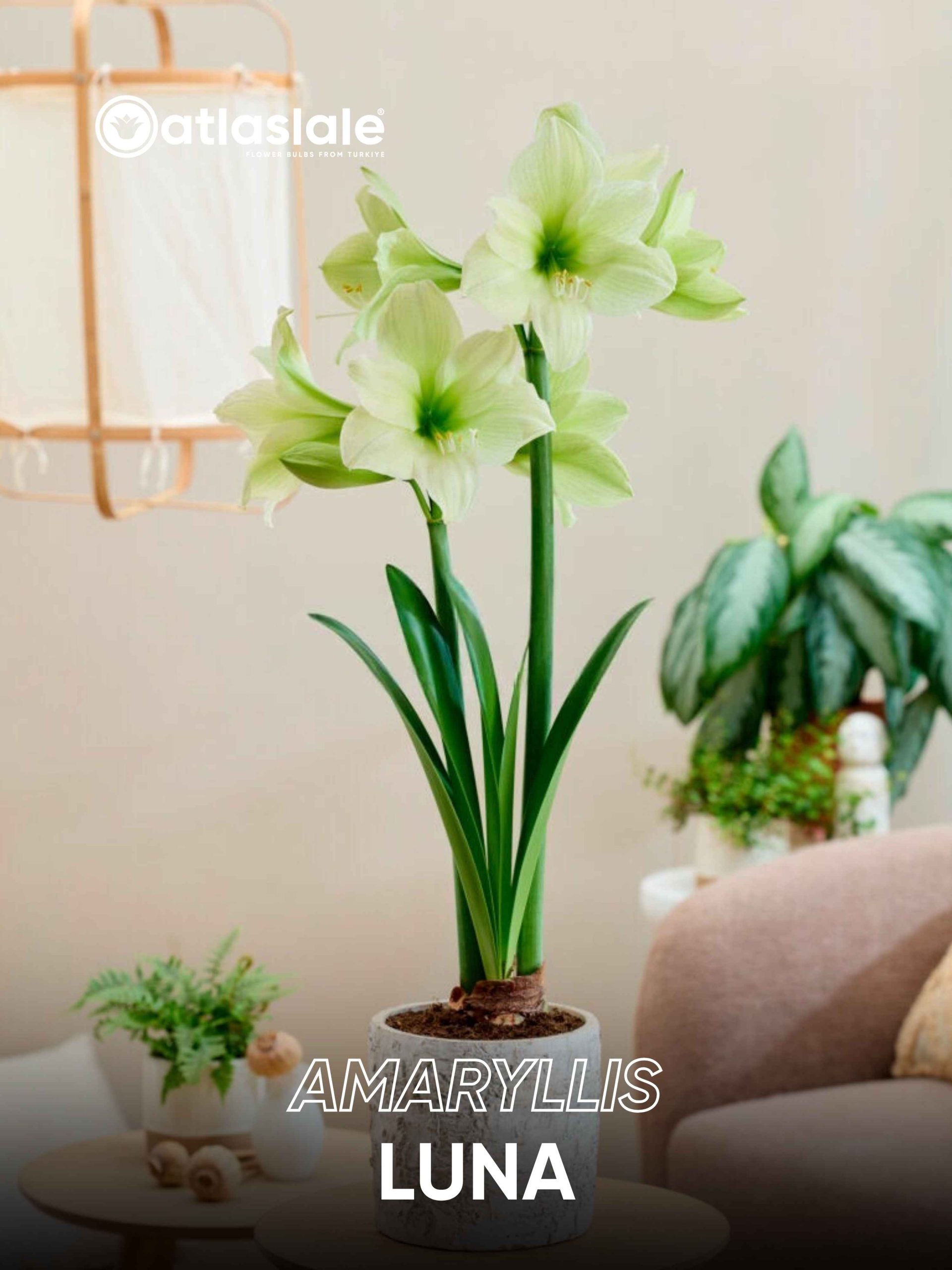 Luna Amaryllis Luna - Görsel 1