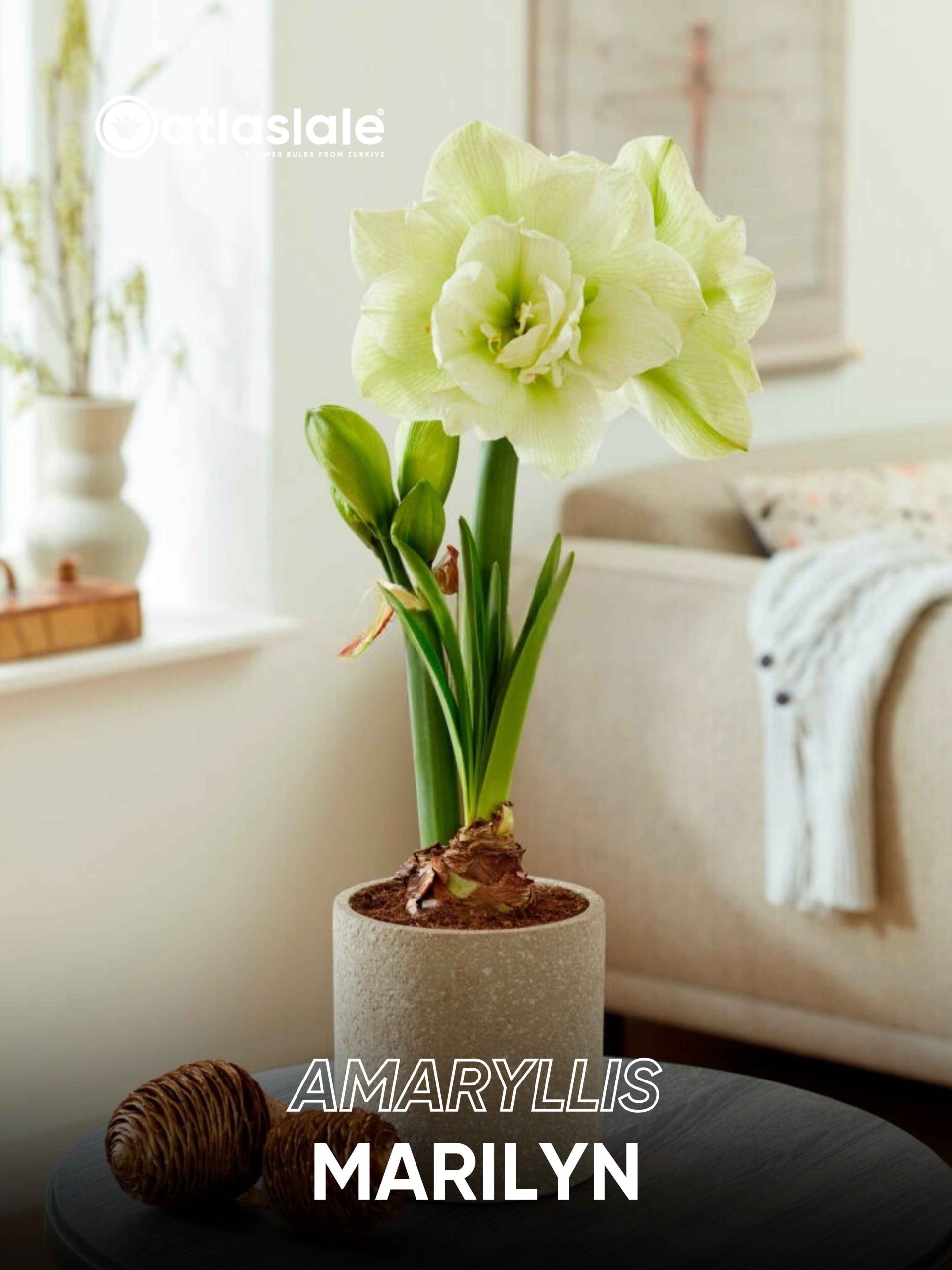 Marilyn Amaryllis Marilyn - Görsel 1