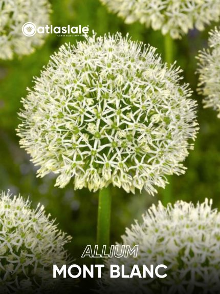 Allium Mont Blanc
