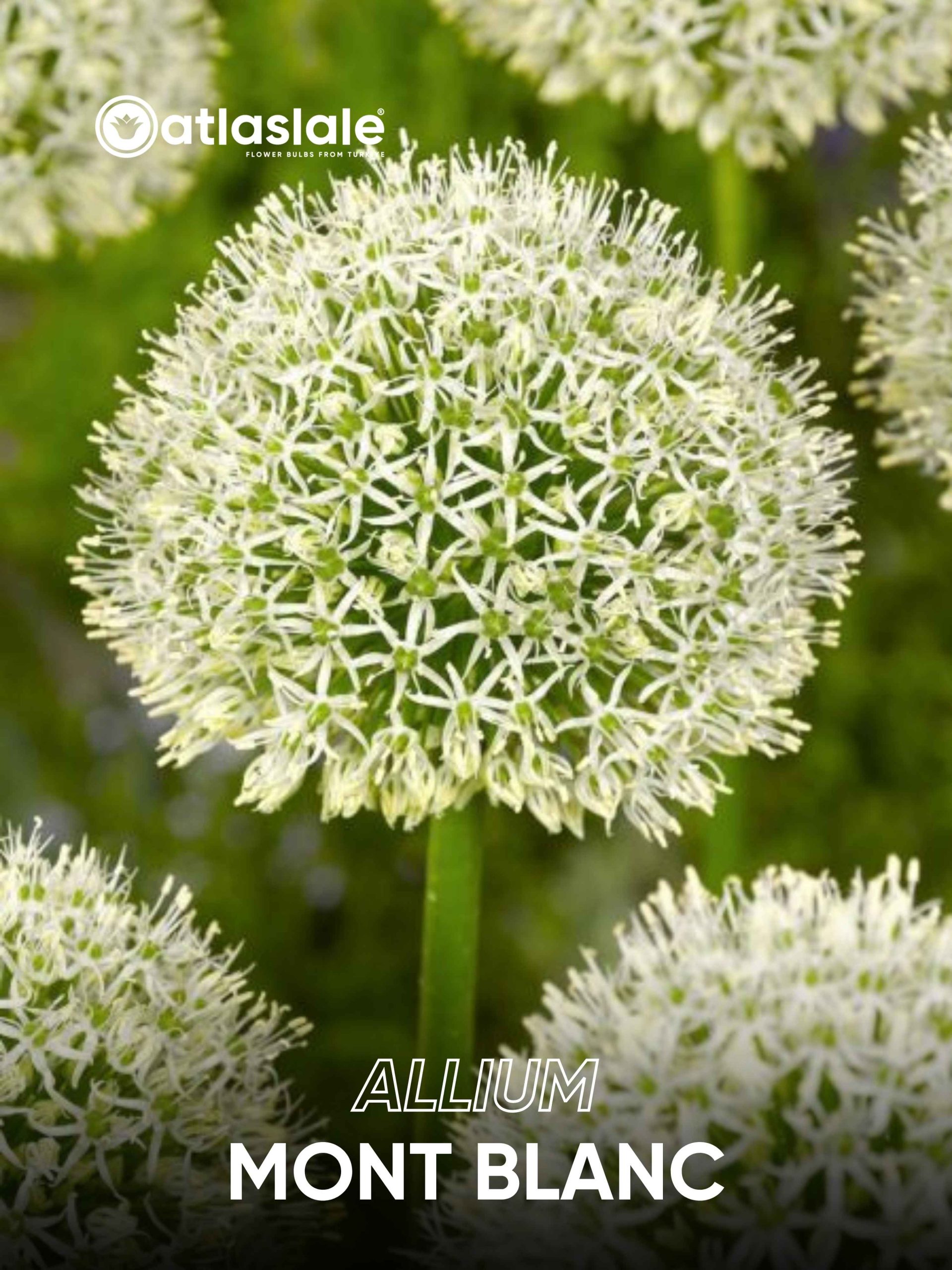 Mont Blanc (1) Allium Mont Blanc - Görsel 1