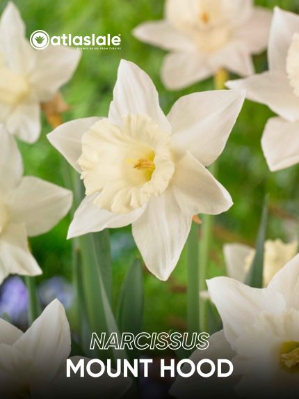 Narcissus Mount Hood