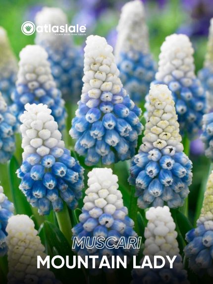 Muscari Mountain Lady
