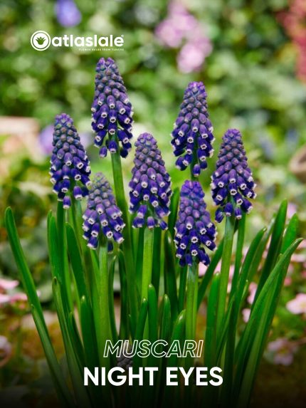 Muscari Night Eyes