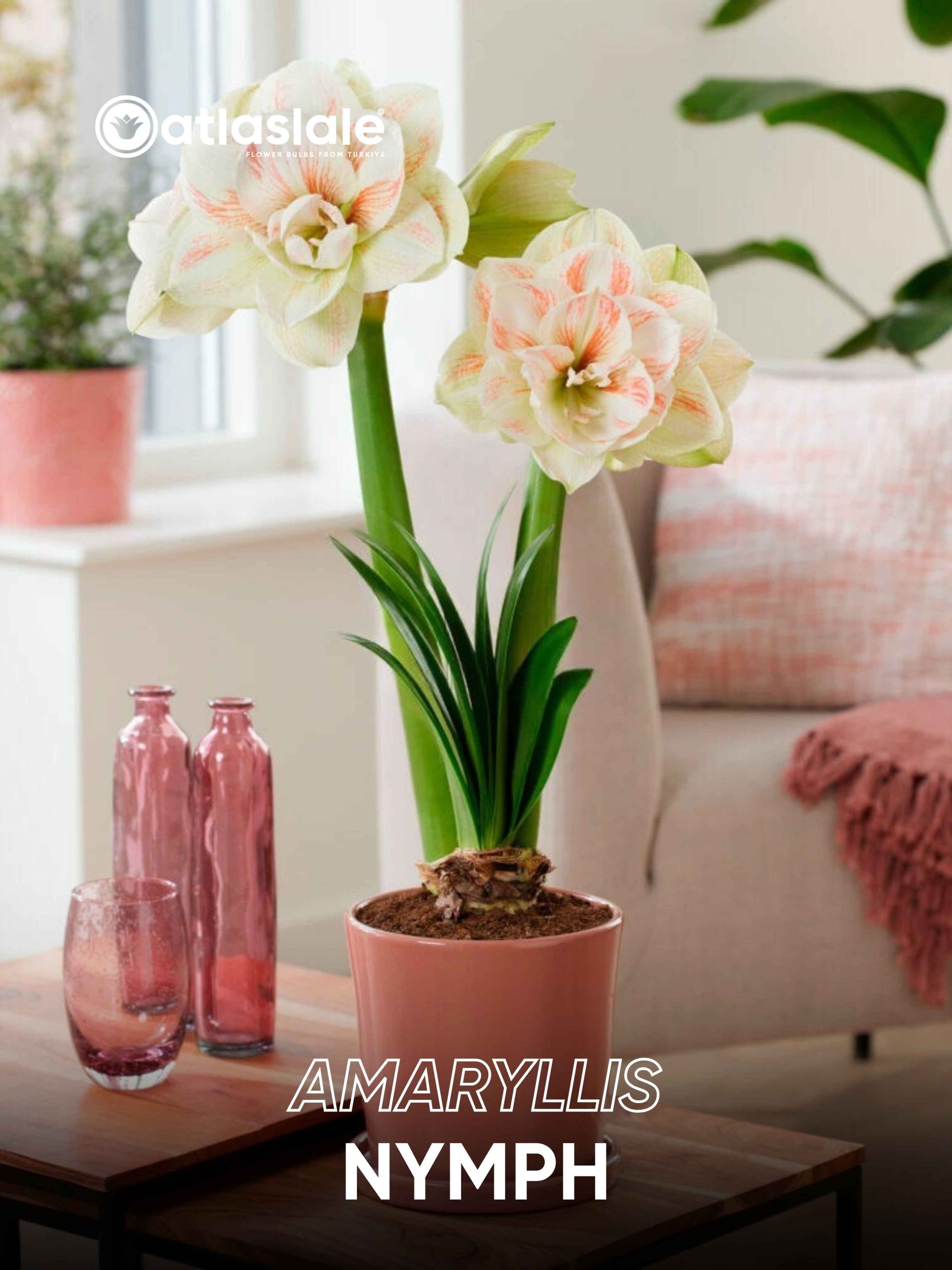 Nymph Amaryllis Nymph - Görsel 1