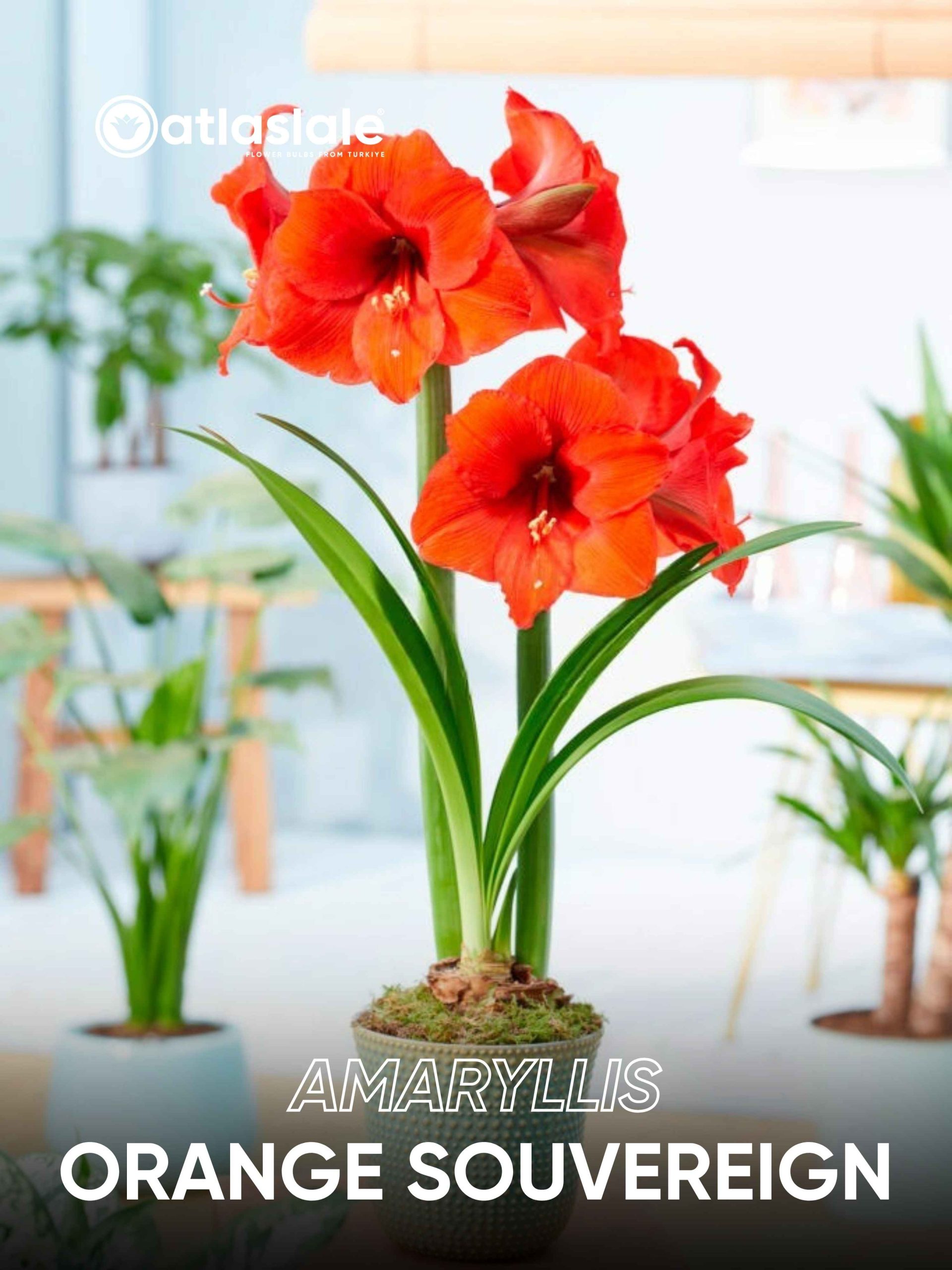 Orange Souvereign Amaryllis Orange Souvereign - Görsel 1