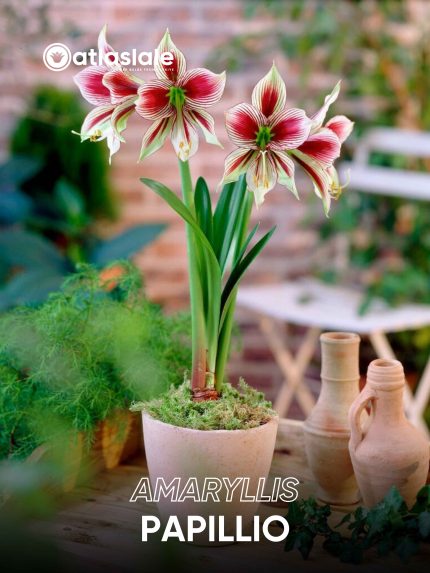 Amaryllis Papillio