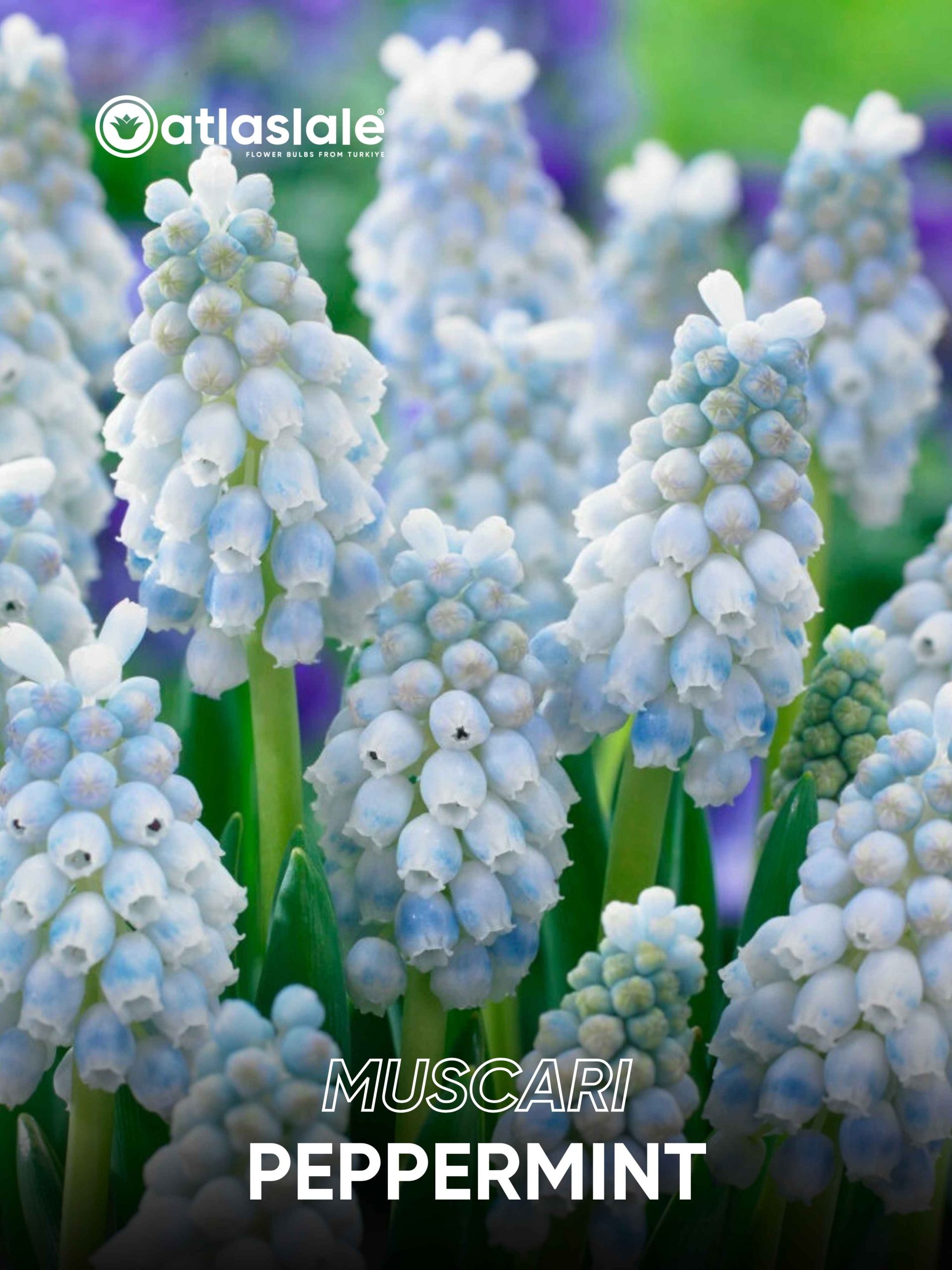 Peppermint Muscari Peppermint - Görsel 1