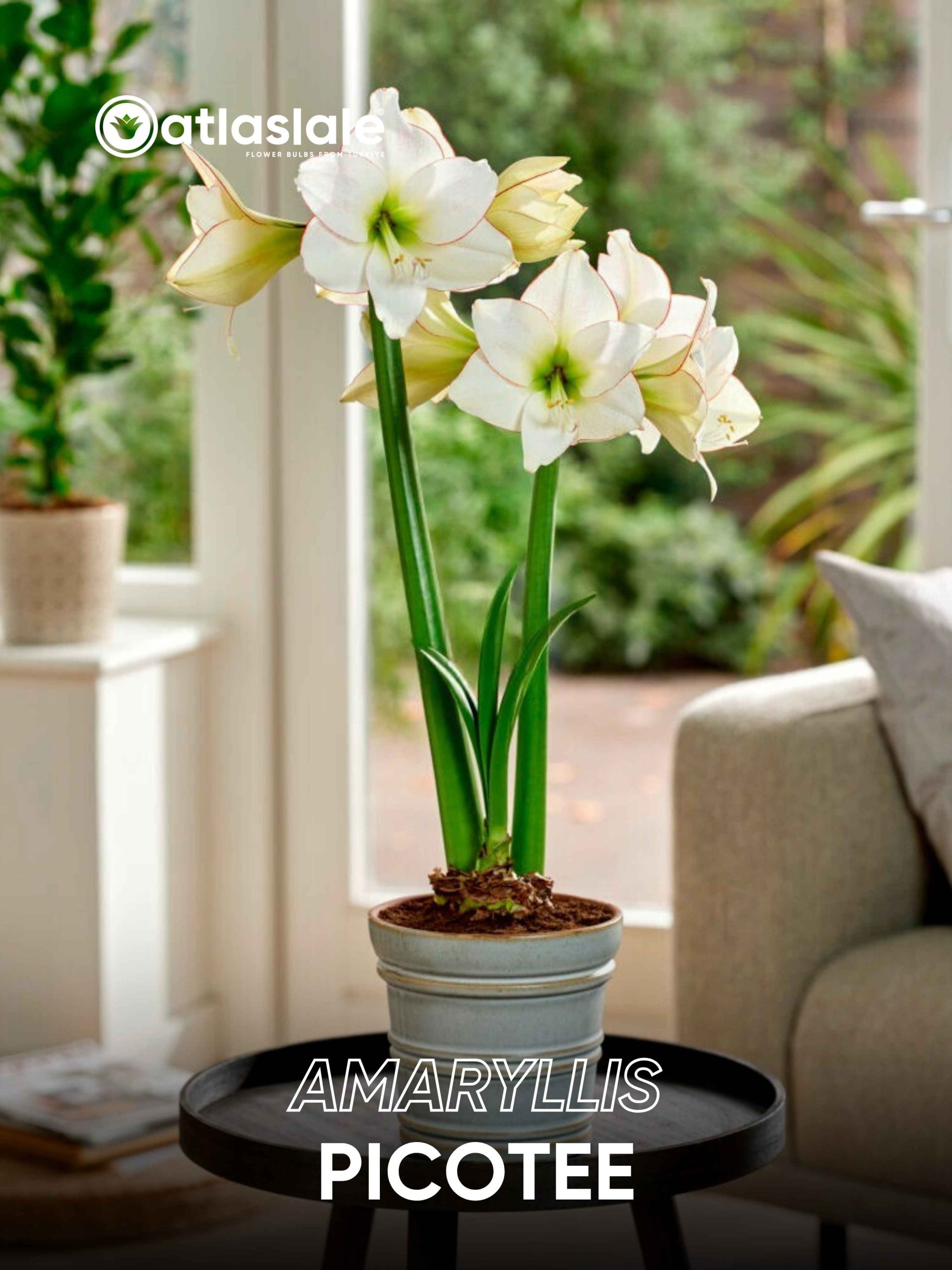Picotee Amaryllis Picotee - Görsel 1