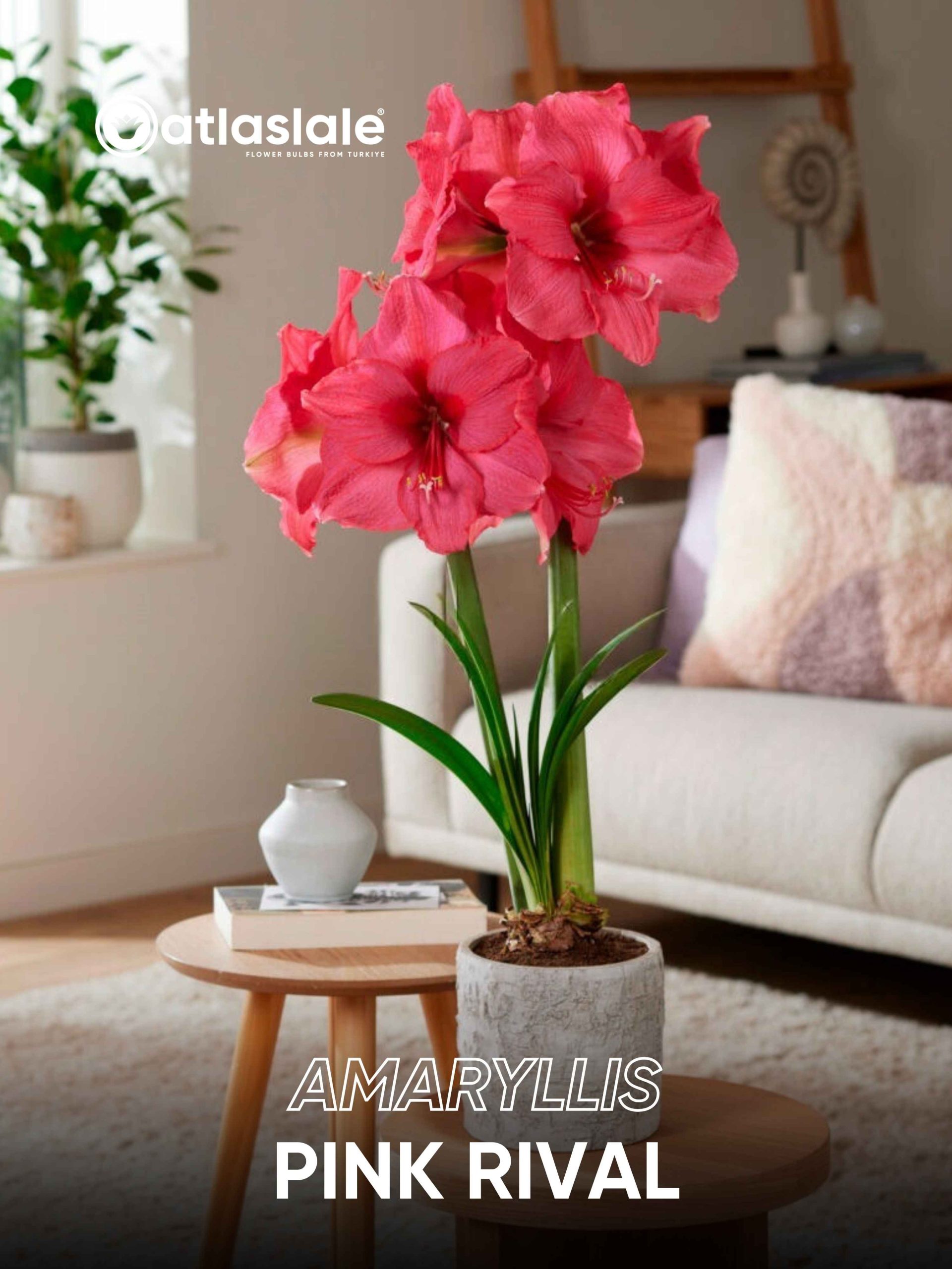 Pink Rival Amaryllis Pink Rival - Görsel 1