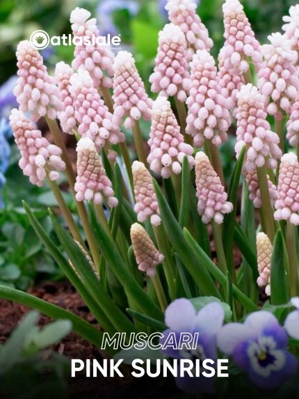 Muscari Pink Sunrise